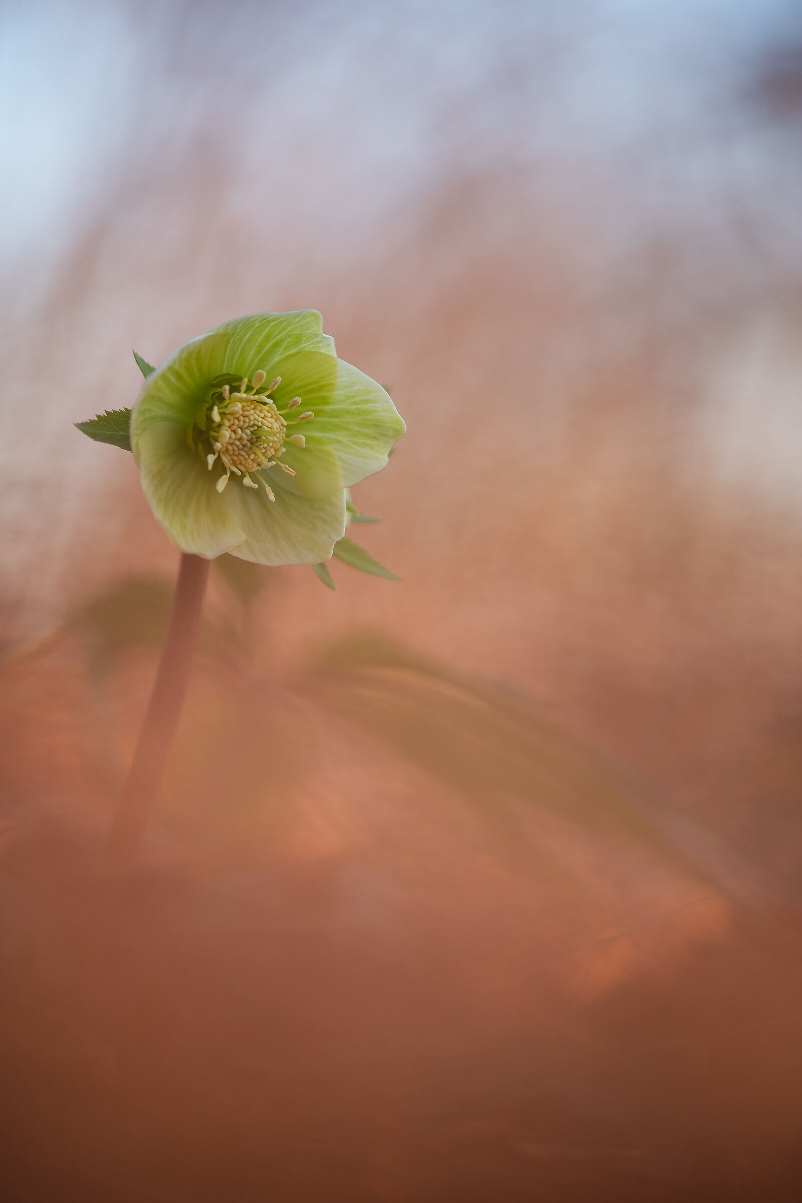 Helleborus viridis