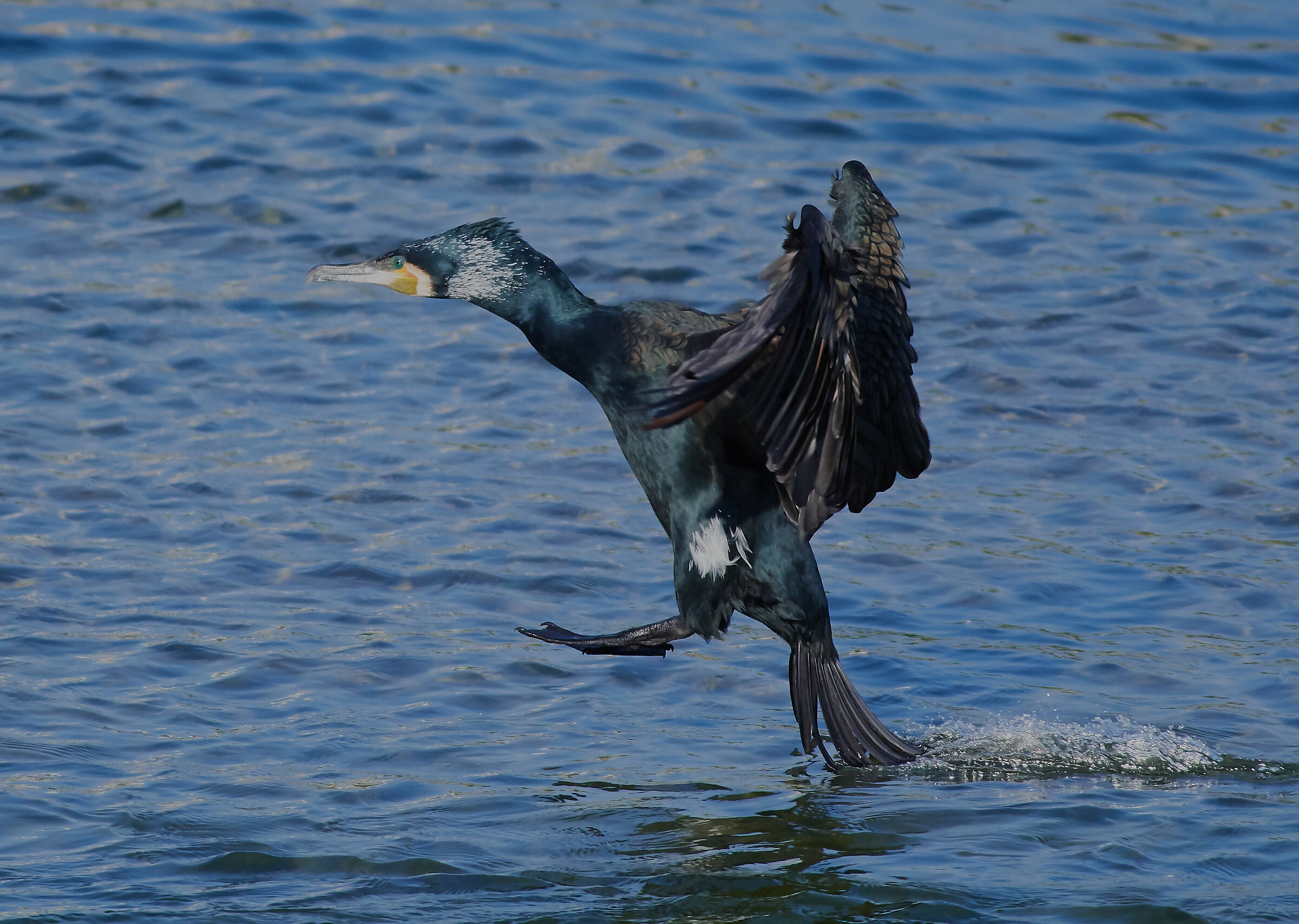 il Cormorano sulla foce del Quiliano (Savona)