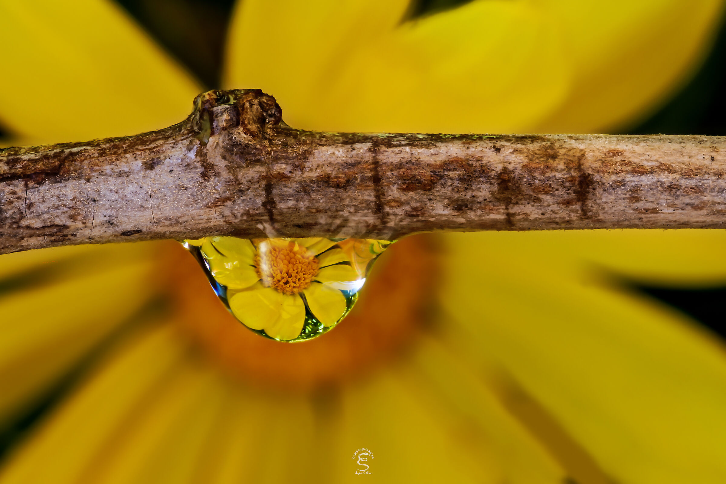 Margherita gialla riflessa