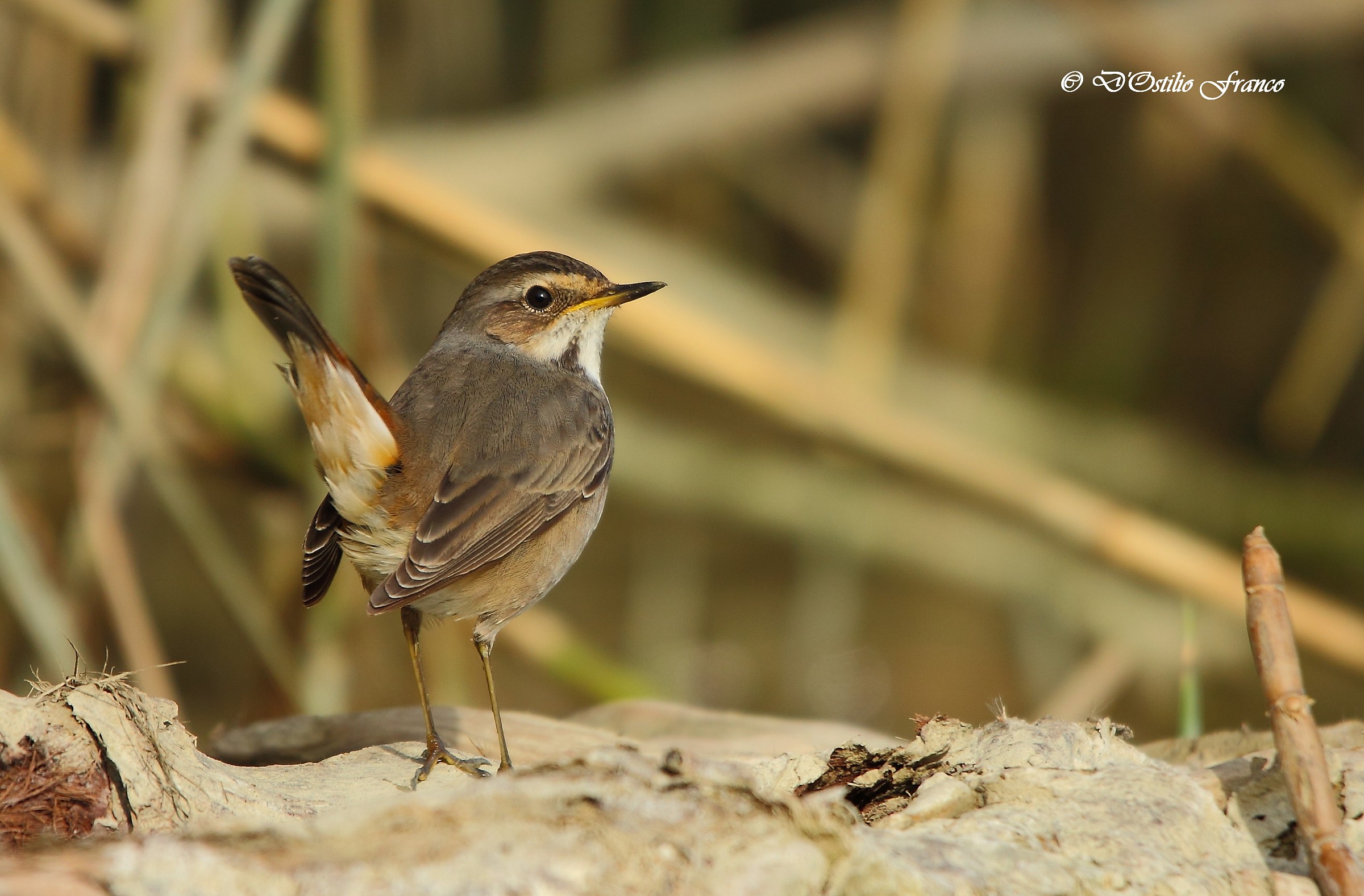 Pettazzurro (femmina)