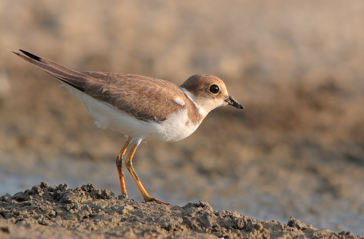little ringed plover
