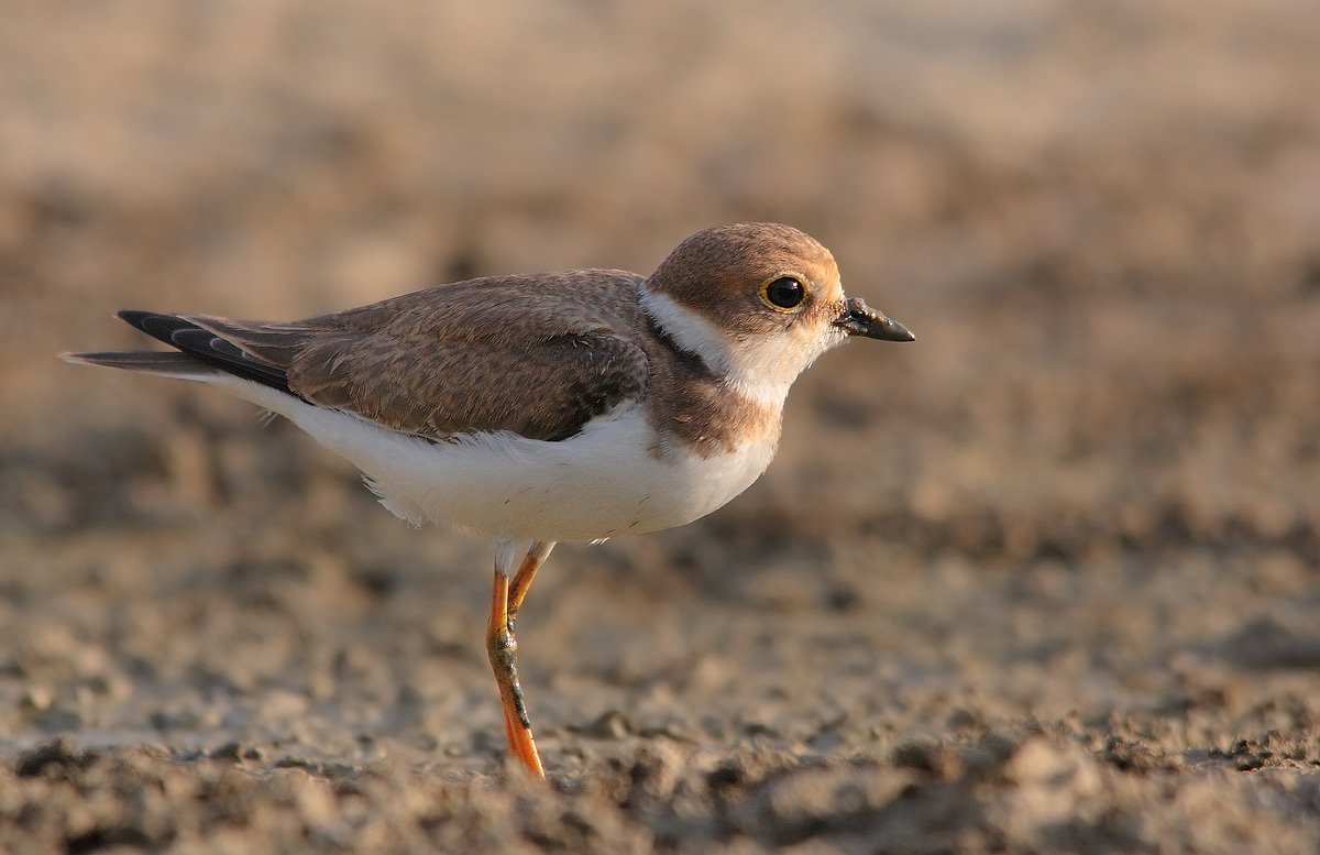 little ringed plover