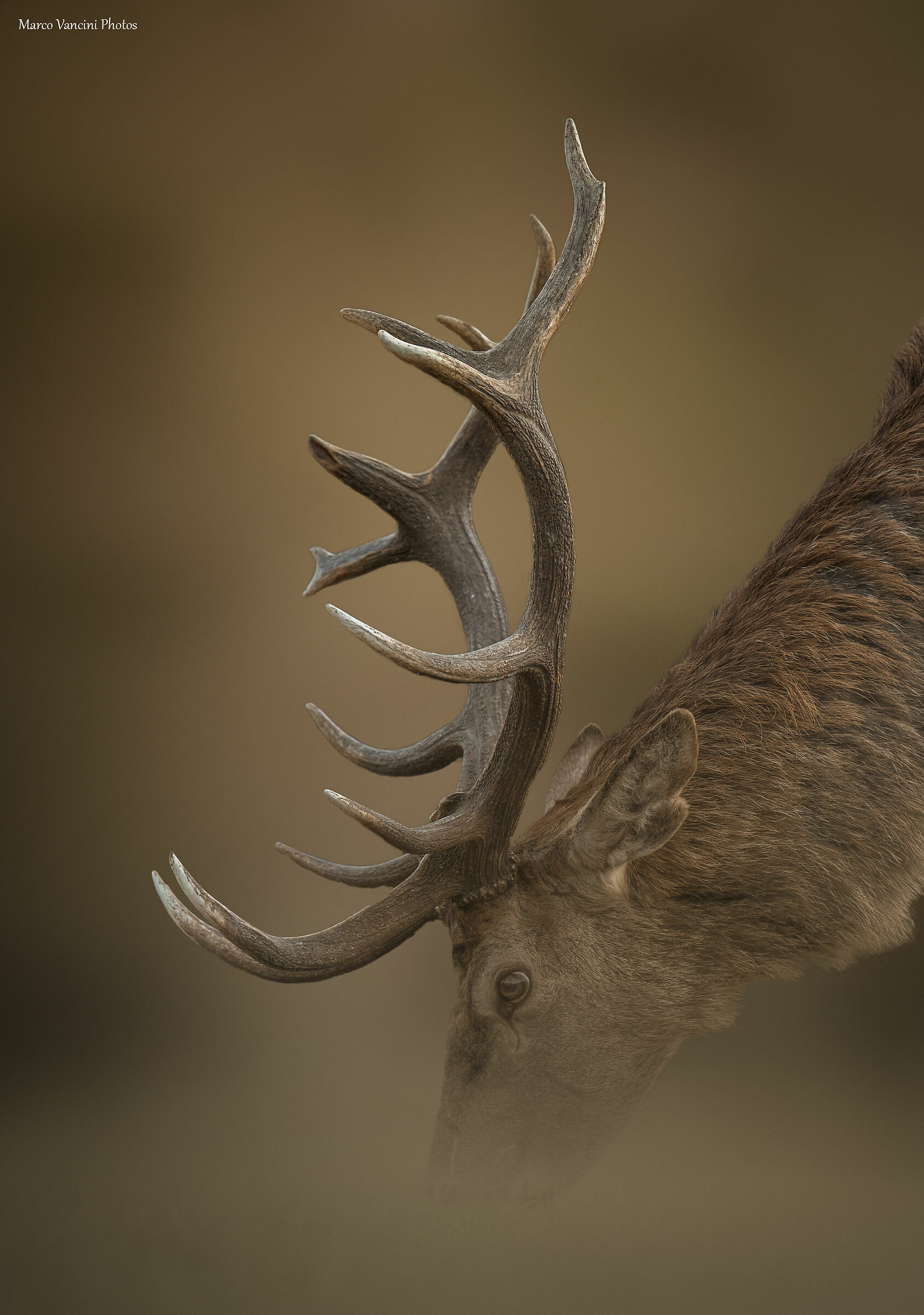 il cervo a fil di terra