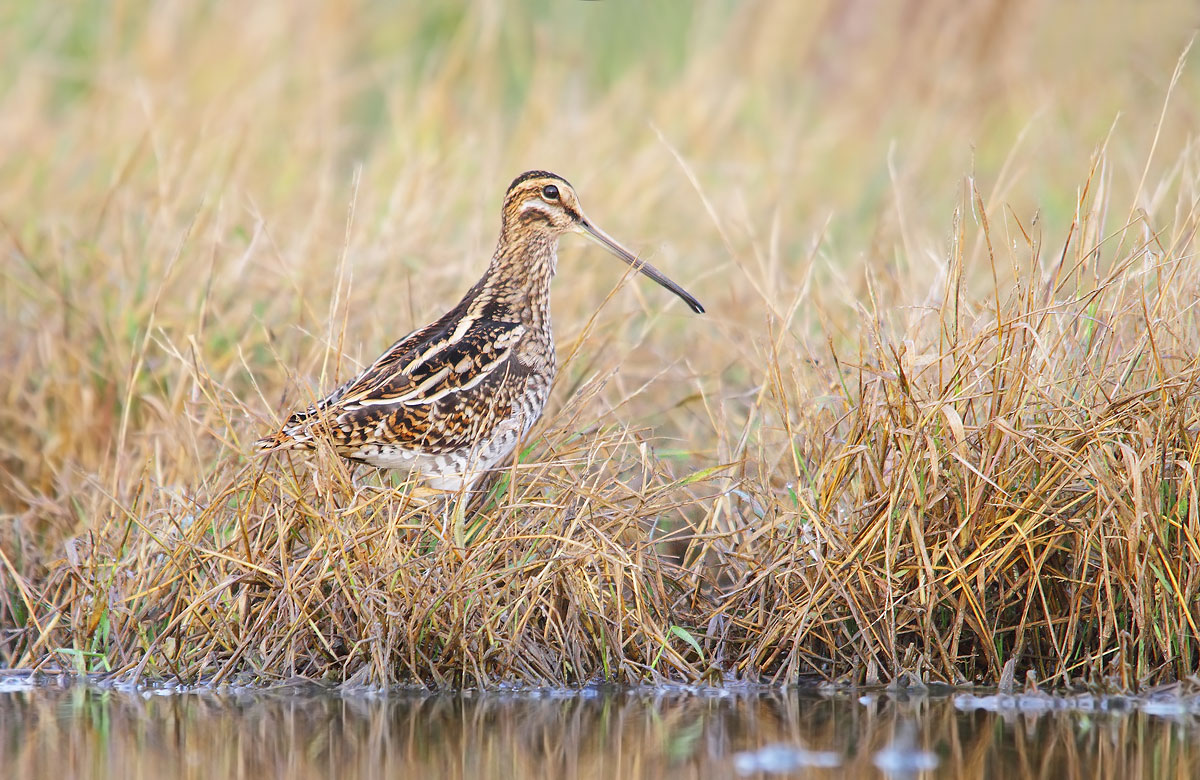beccaccino nel suo ambiente
