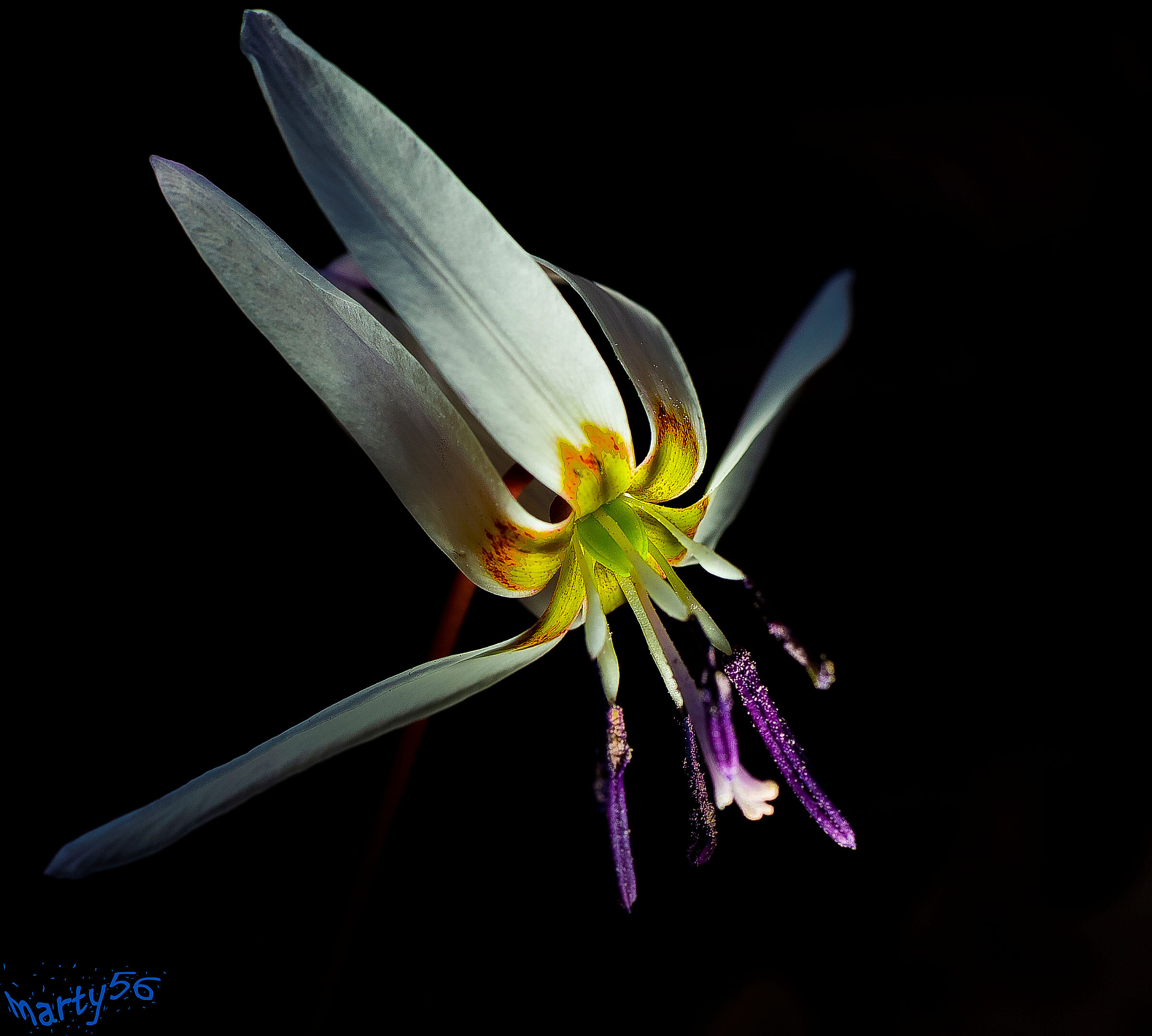Erythronium dens Canis