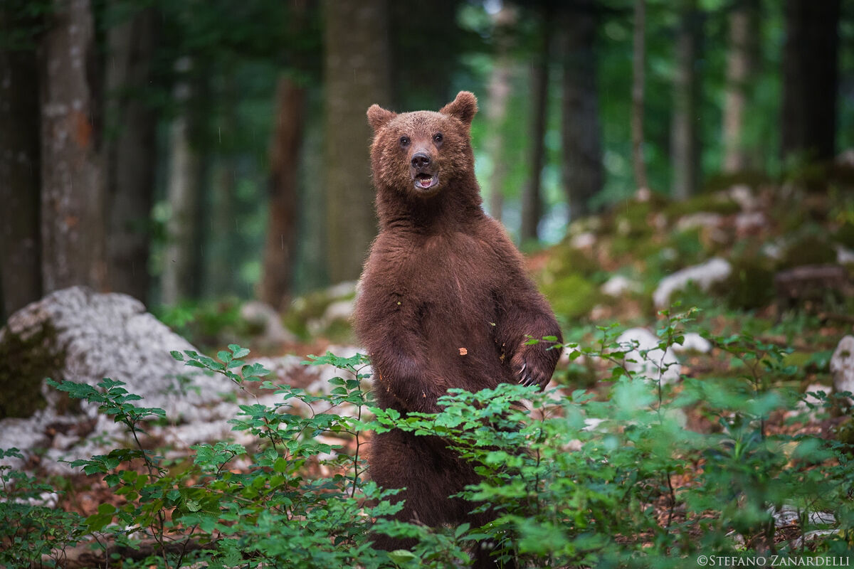 Brown Bear