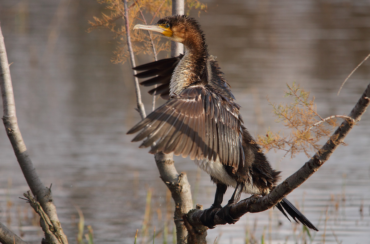cormorant