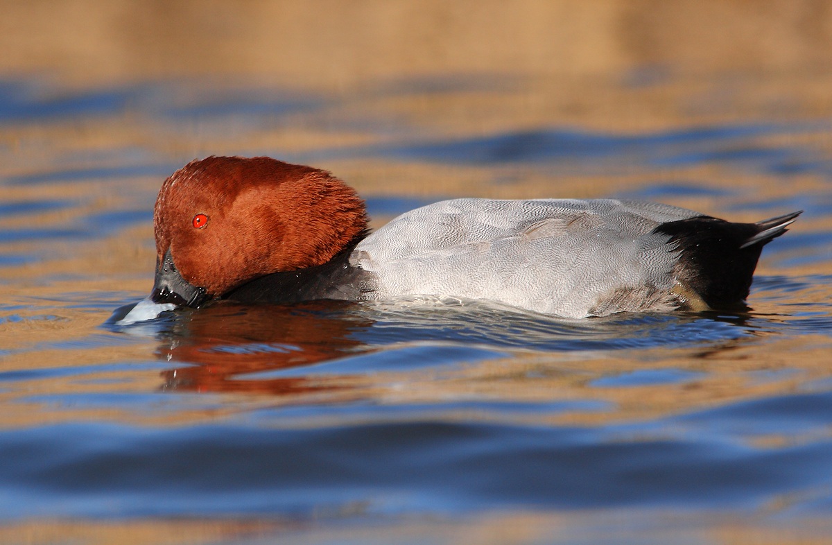 Pochard