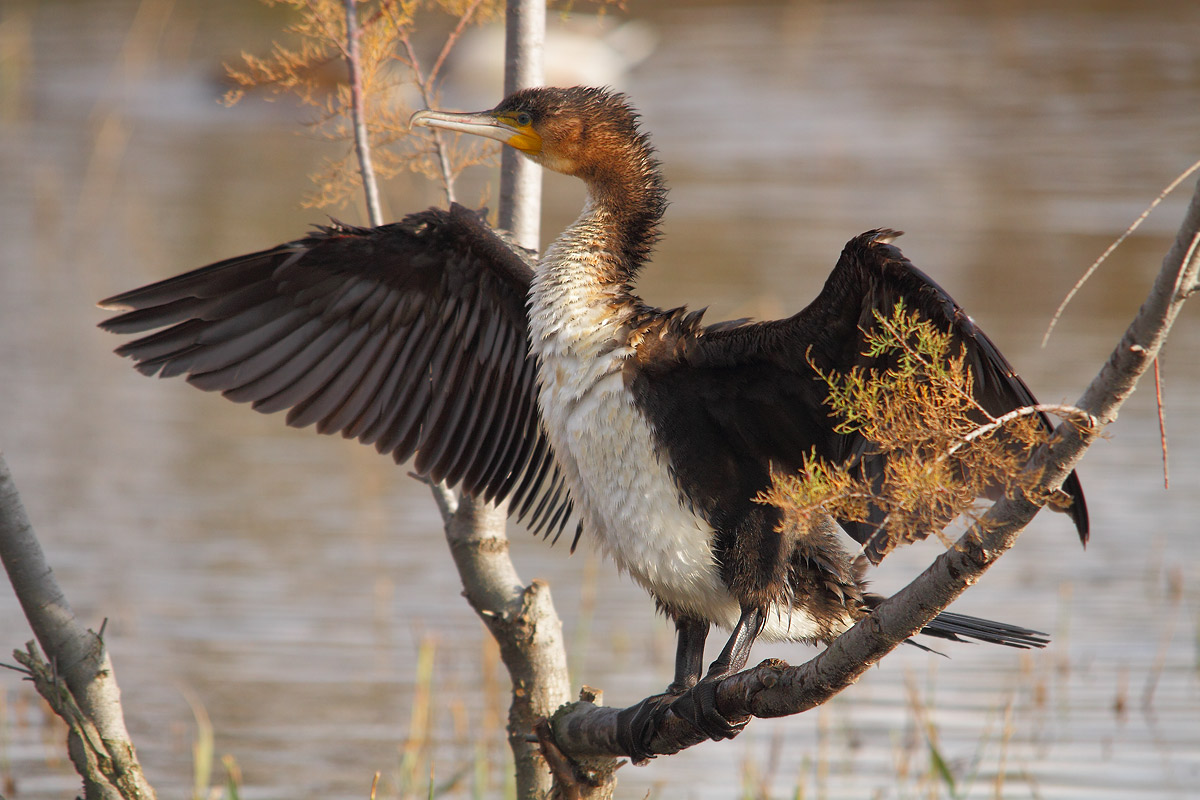 cormorant