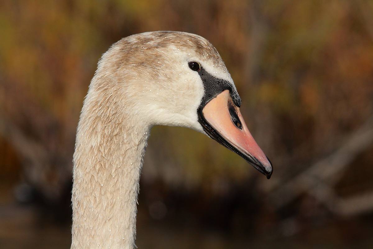 cygnet