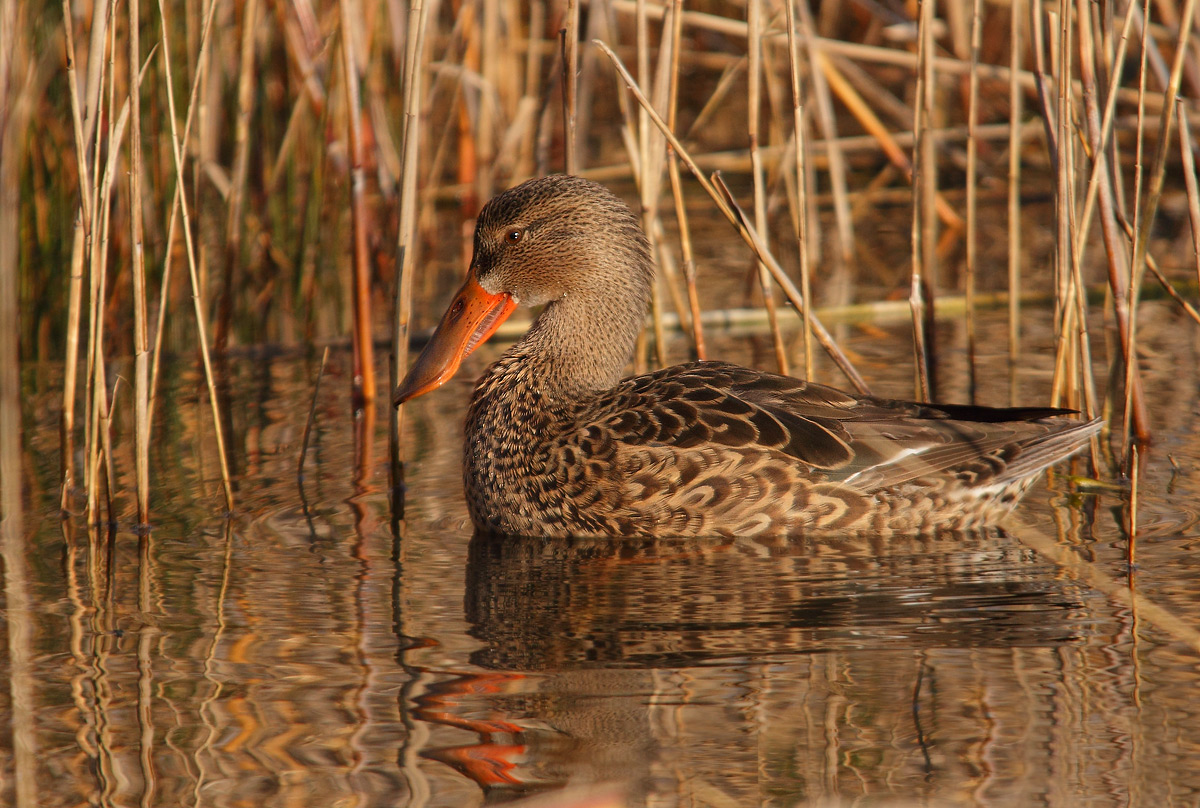shoveler female