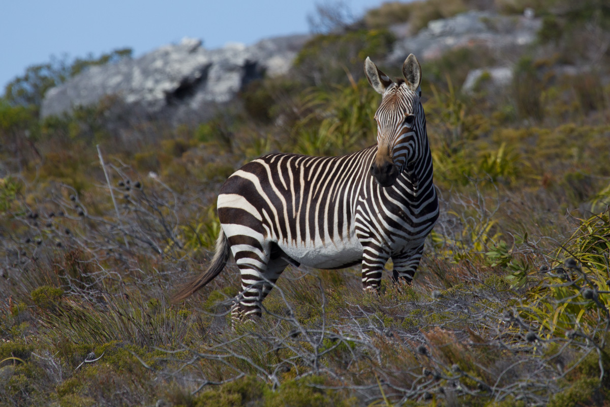 Zebra a Cape Point (Cape of Good Hope)