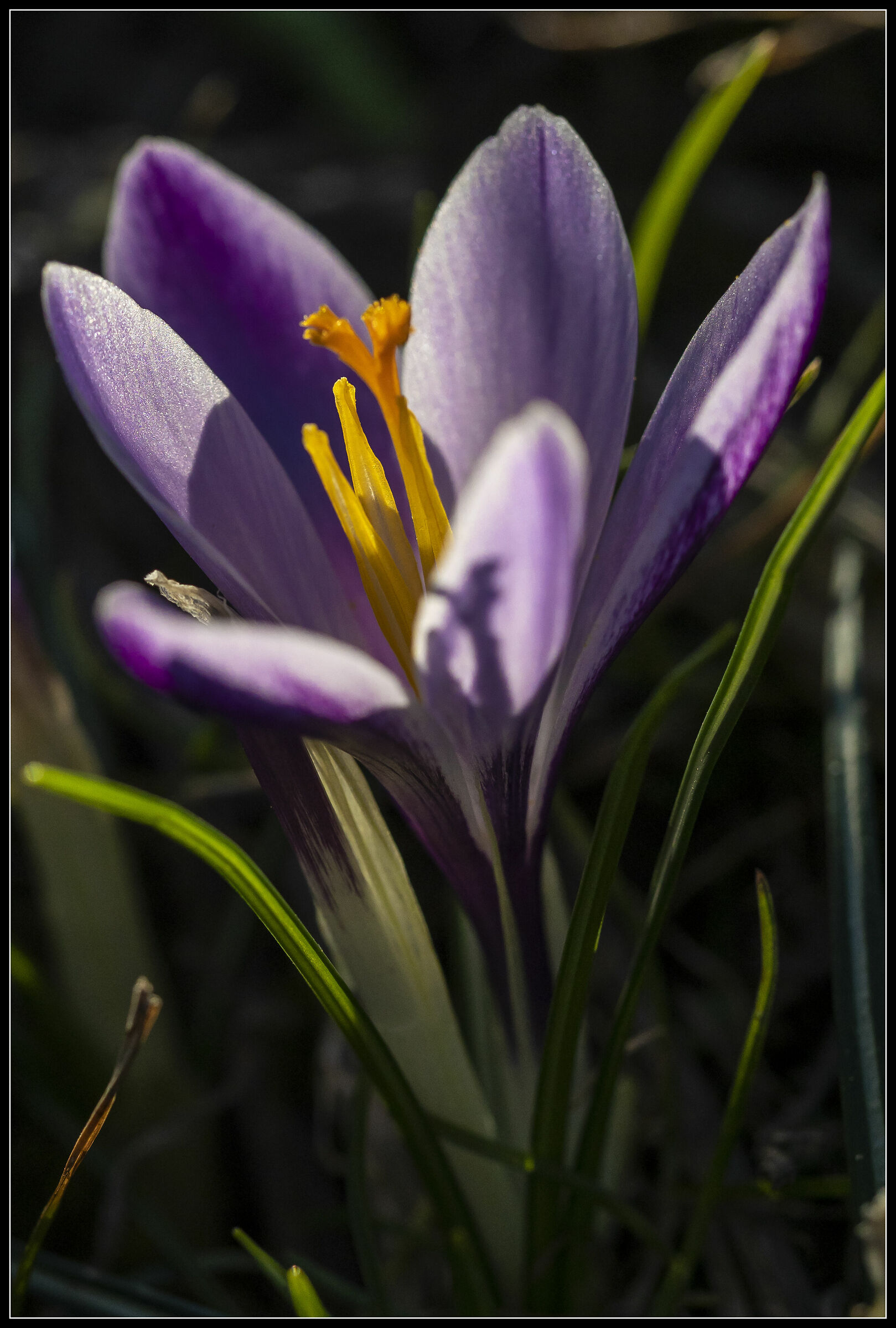 Crocus