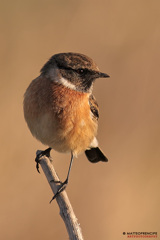 Stonechat