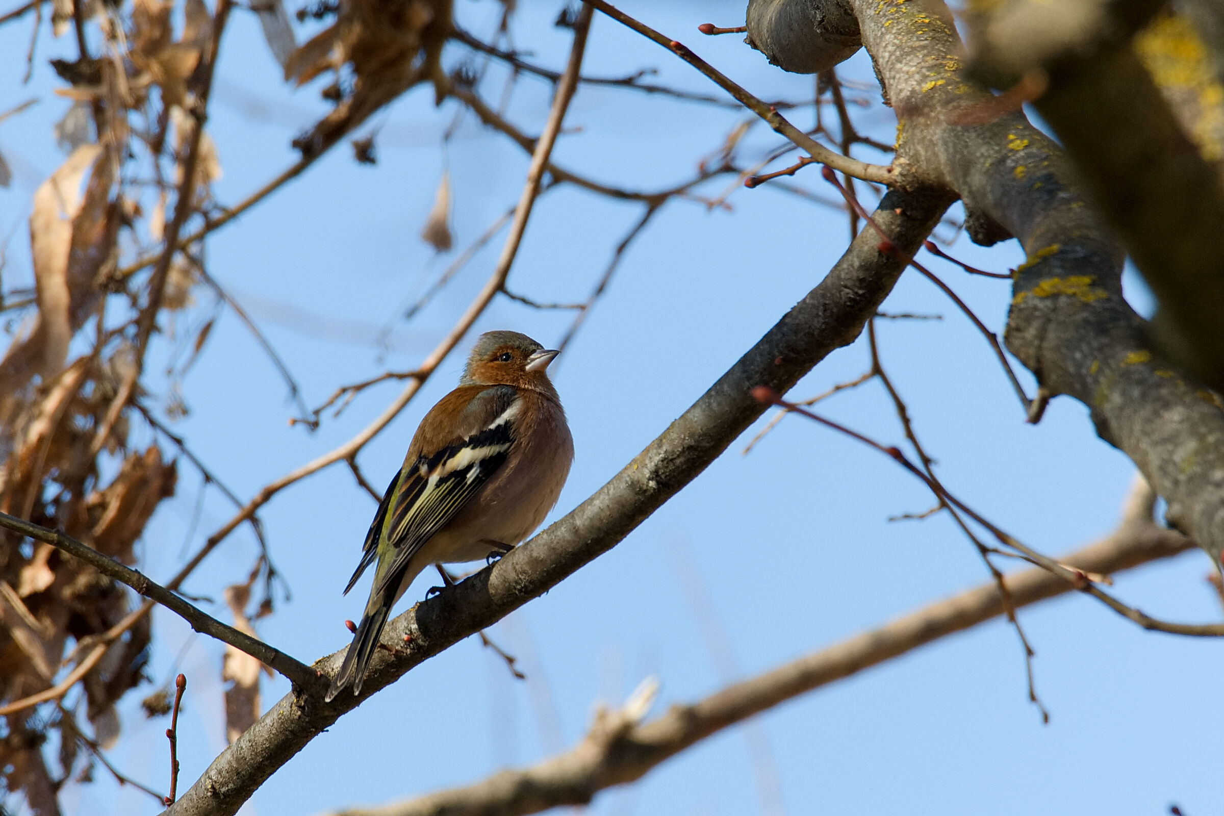 é tornato nel giardino