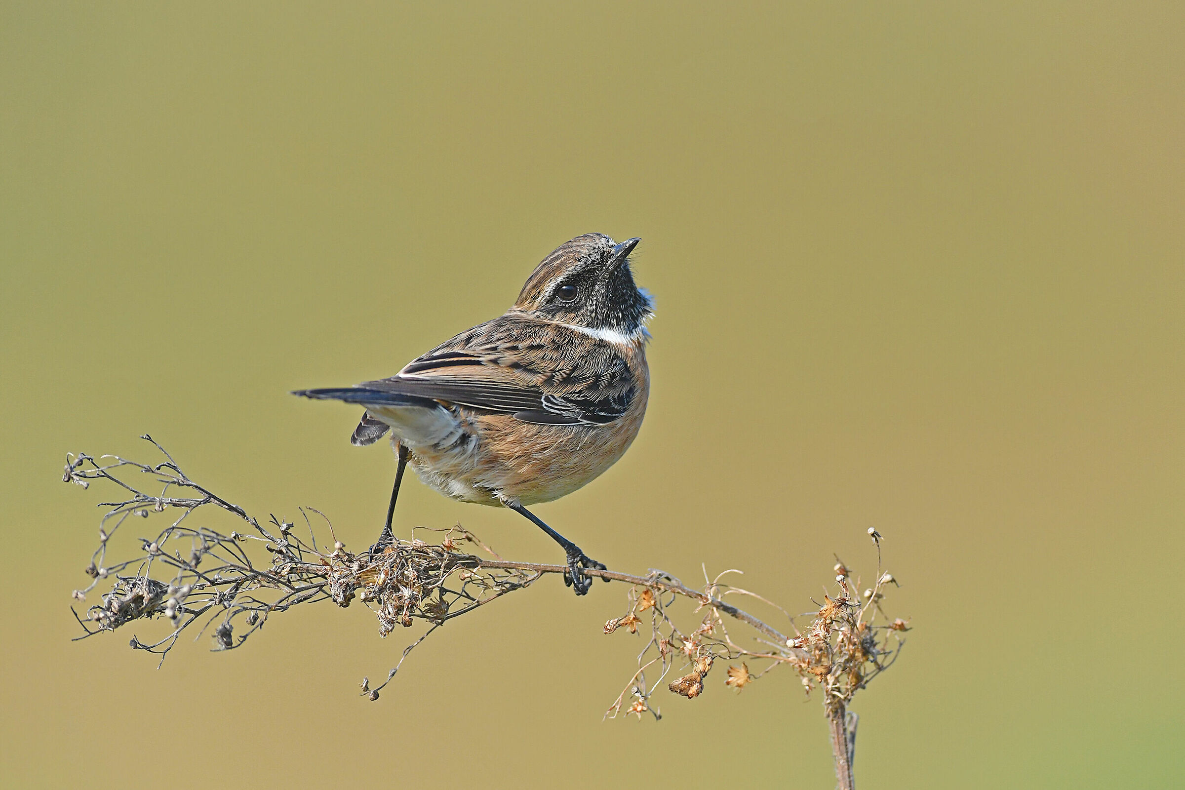 Storie di piume   7   ( Saltimpalo )