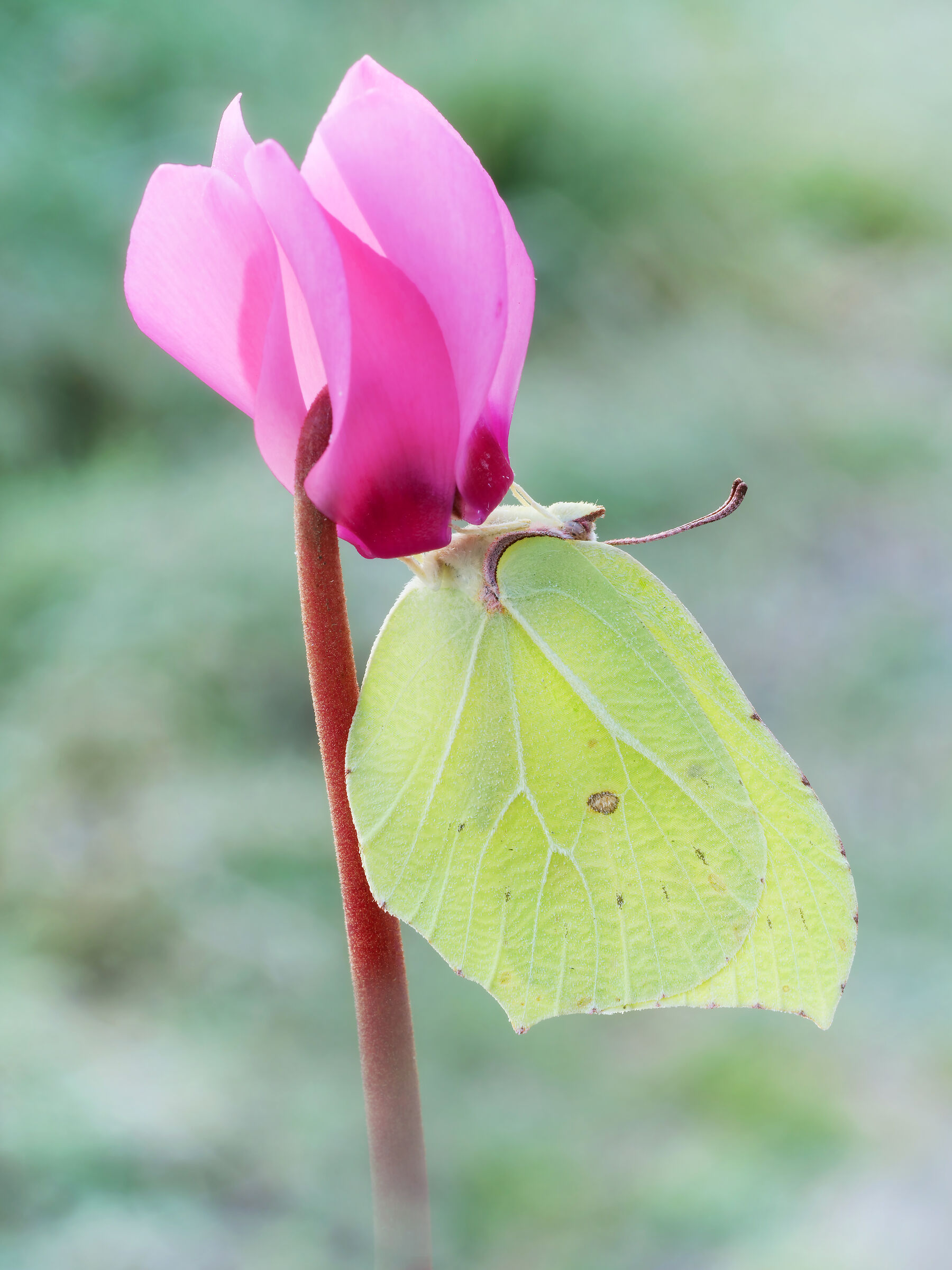 Gonepteryx gonepteryx (Linnaeus, 1758)