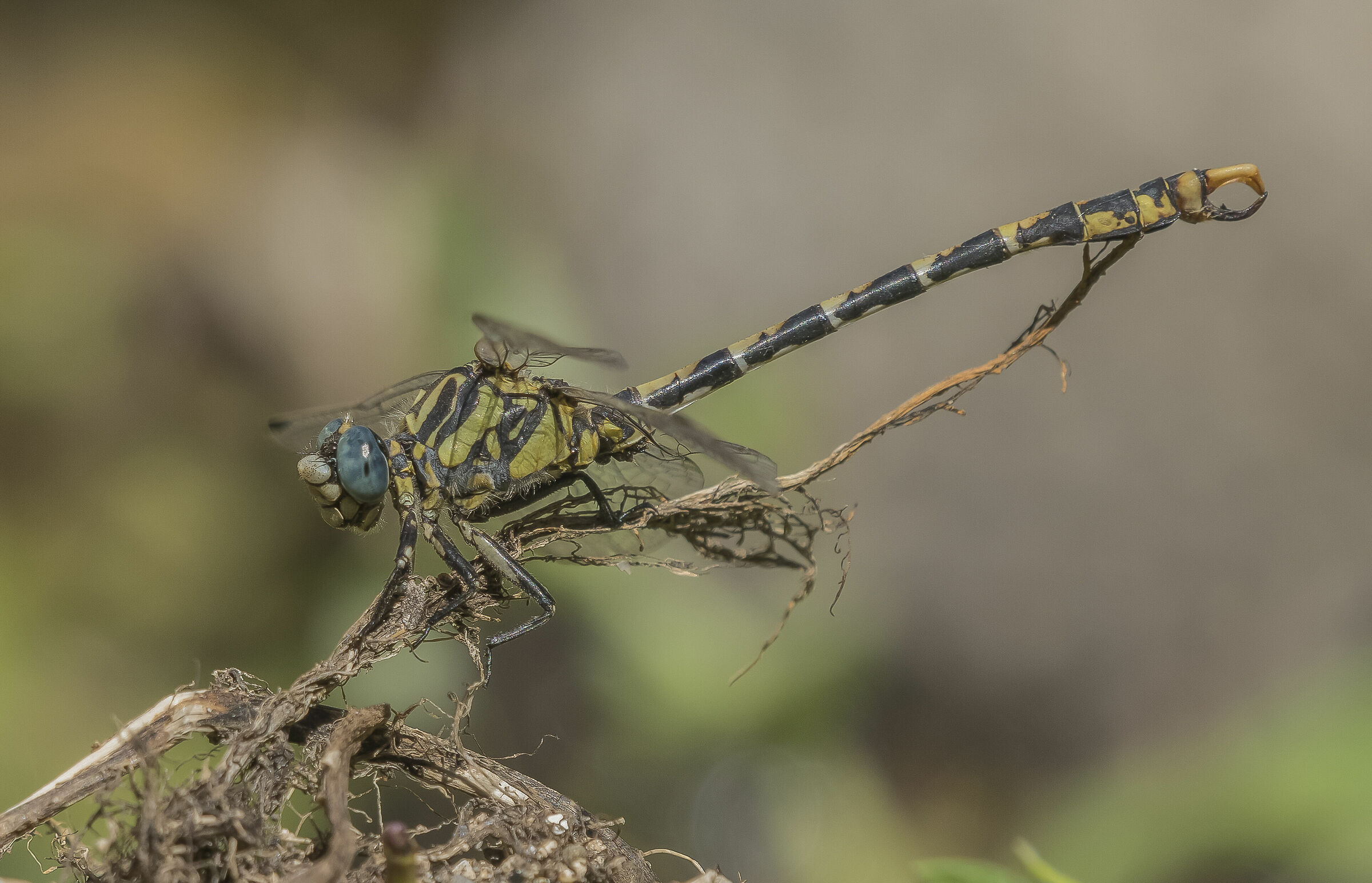 Il mimetismo della Onychogomphus. uncatus M