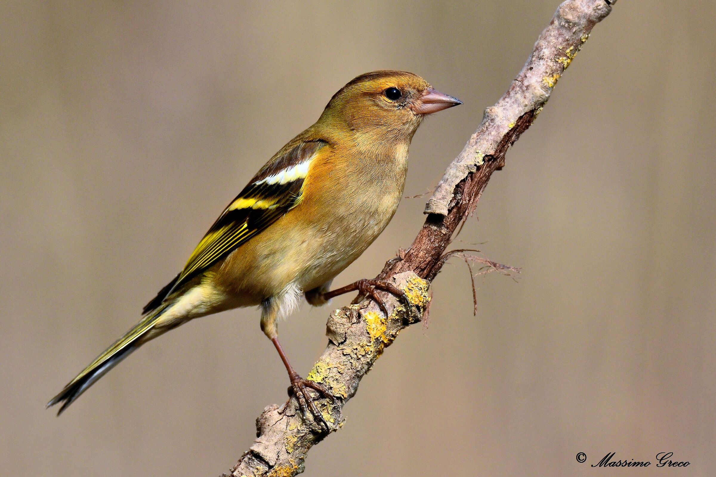 Chaffinch