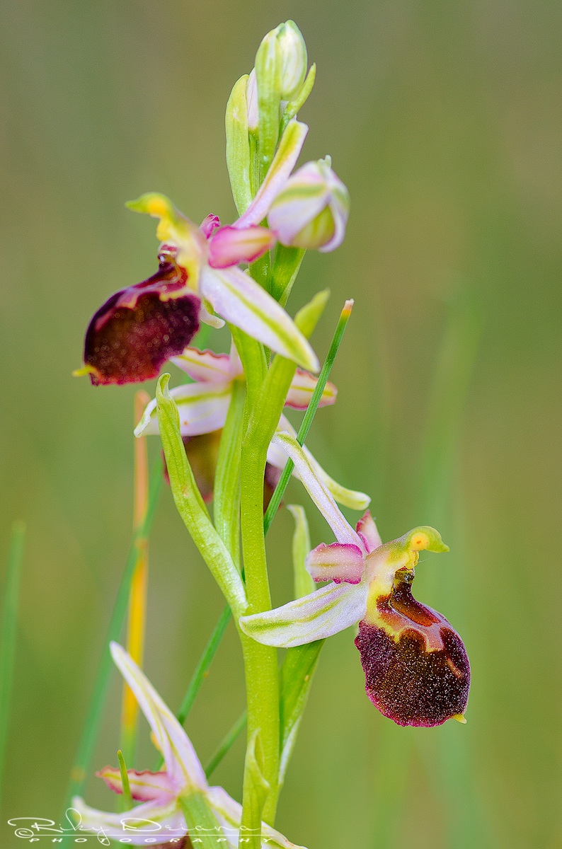 Ophrys morisii