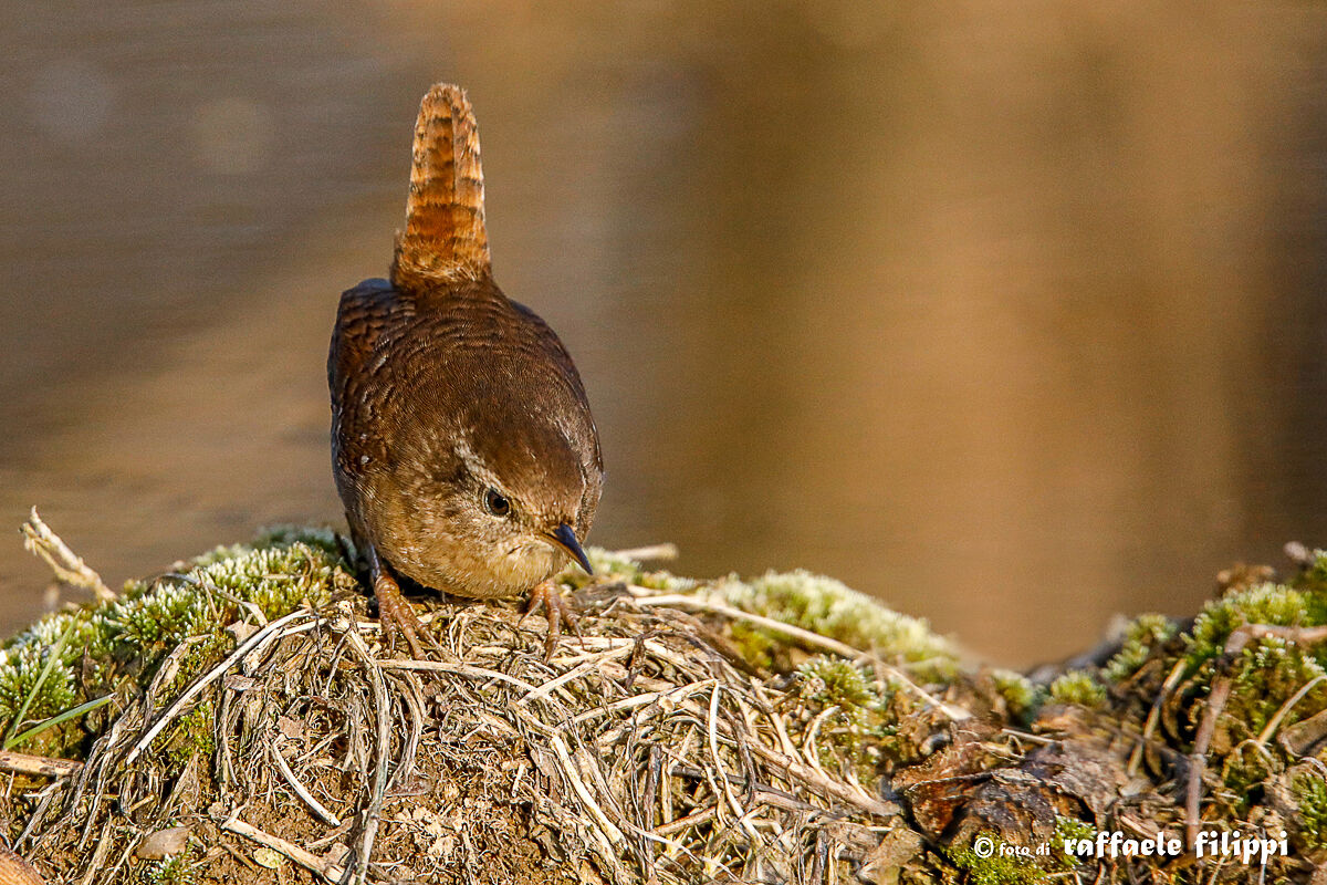 Scricciolo (Re castegn in Piemontese) - Boschi biellesi