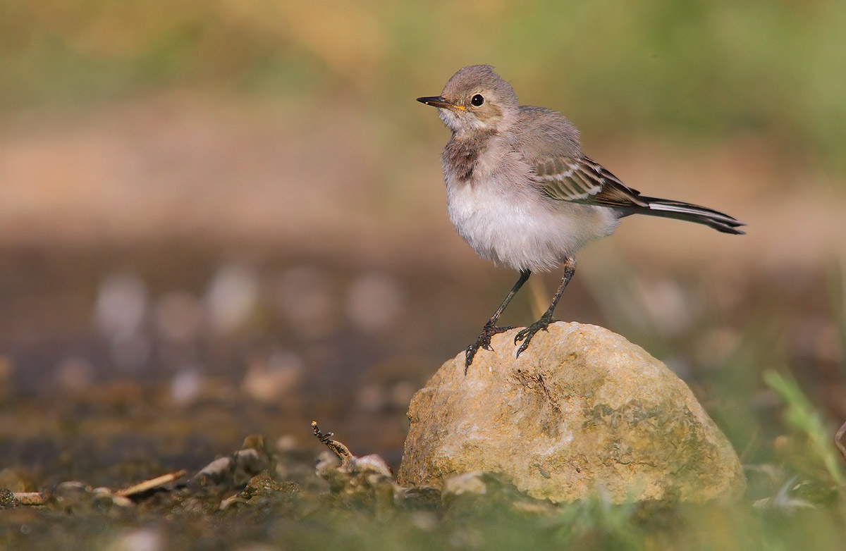 White Wagtail