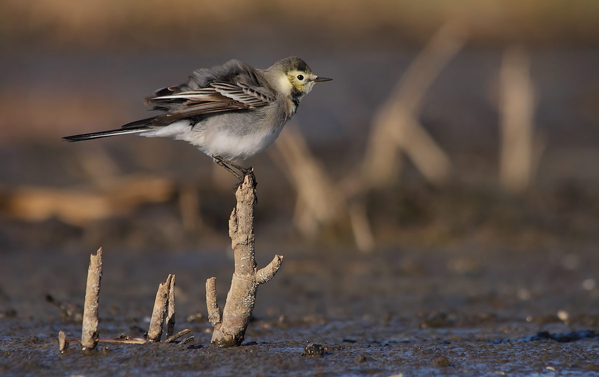 White Wagtail