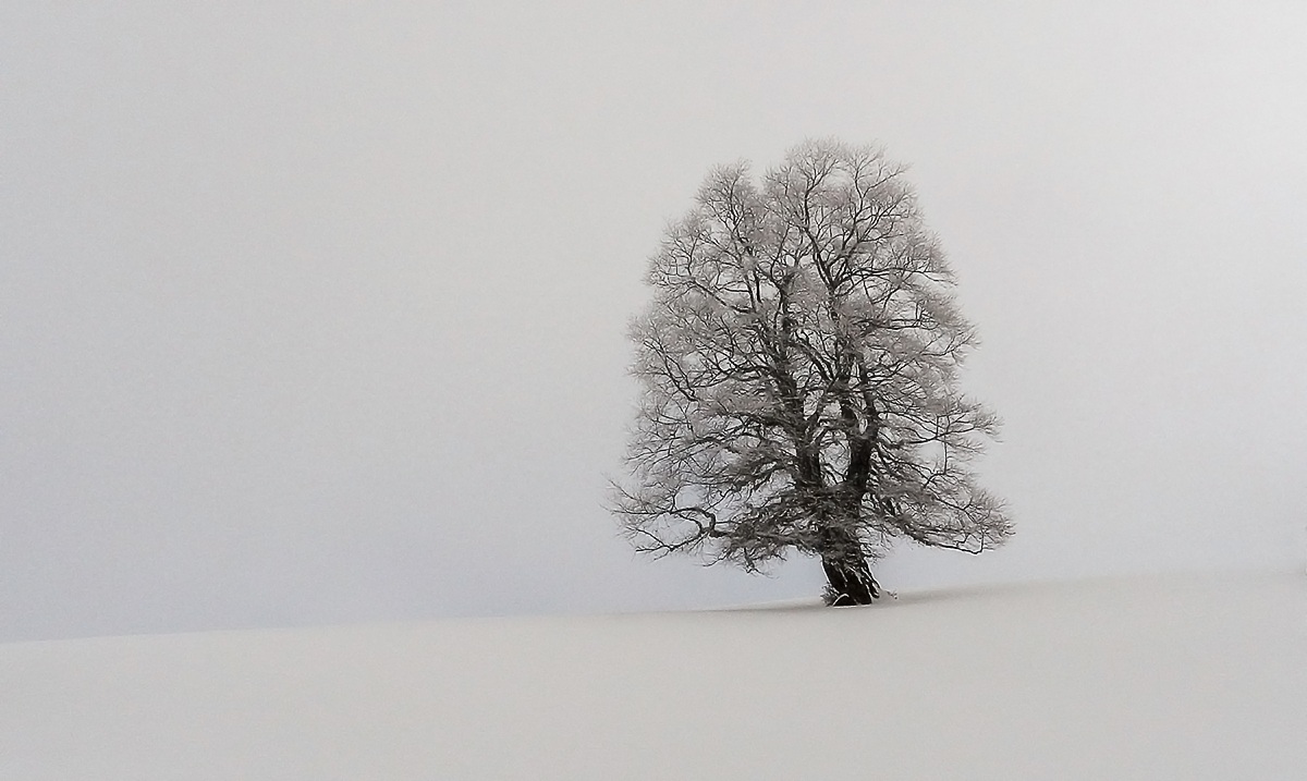 il senso dell'albero per la neve