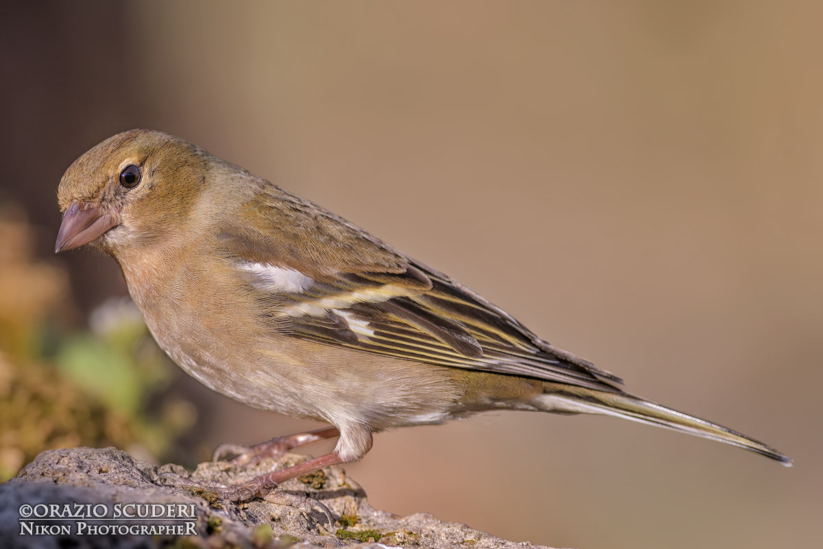 Fringilla coelebs