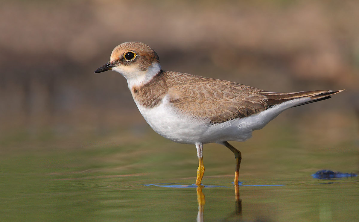 little ringed plover