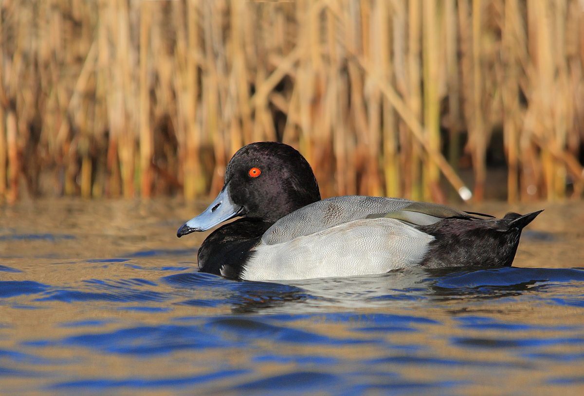 Tufted Pochard hybrid