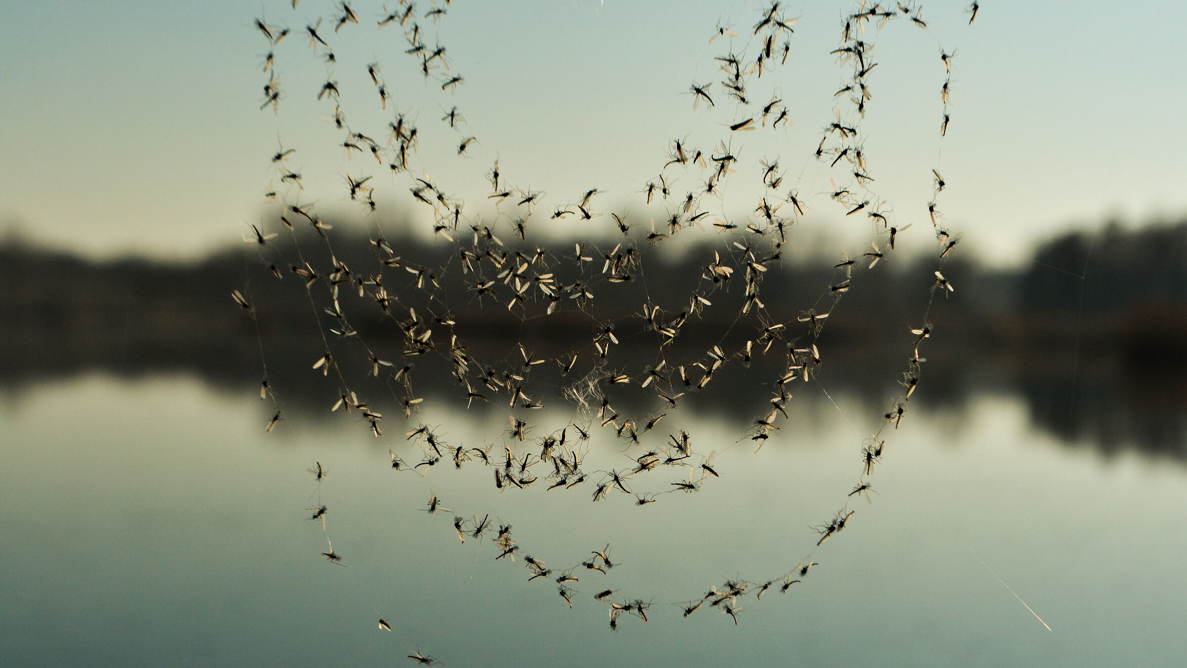 collana di moscerini