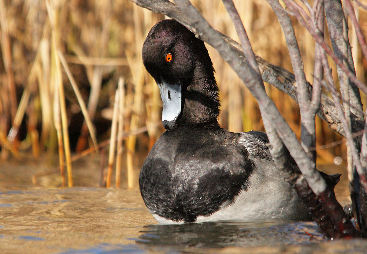 Tufted Pochard hybrid