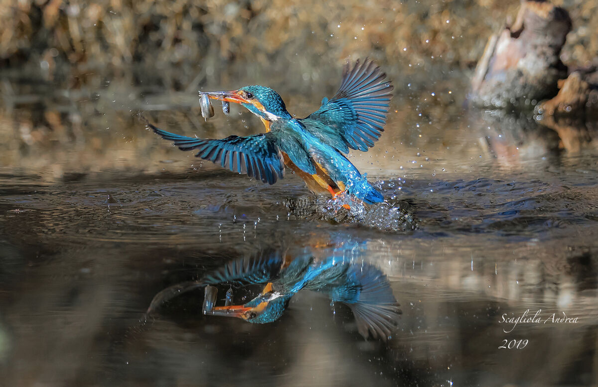 Kingfisher with double prey!!!!