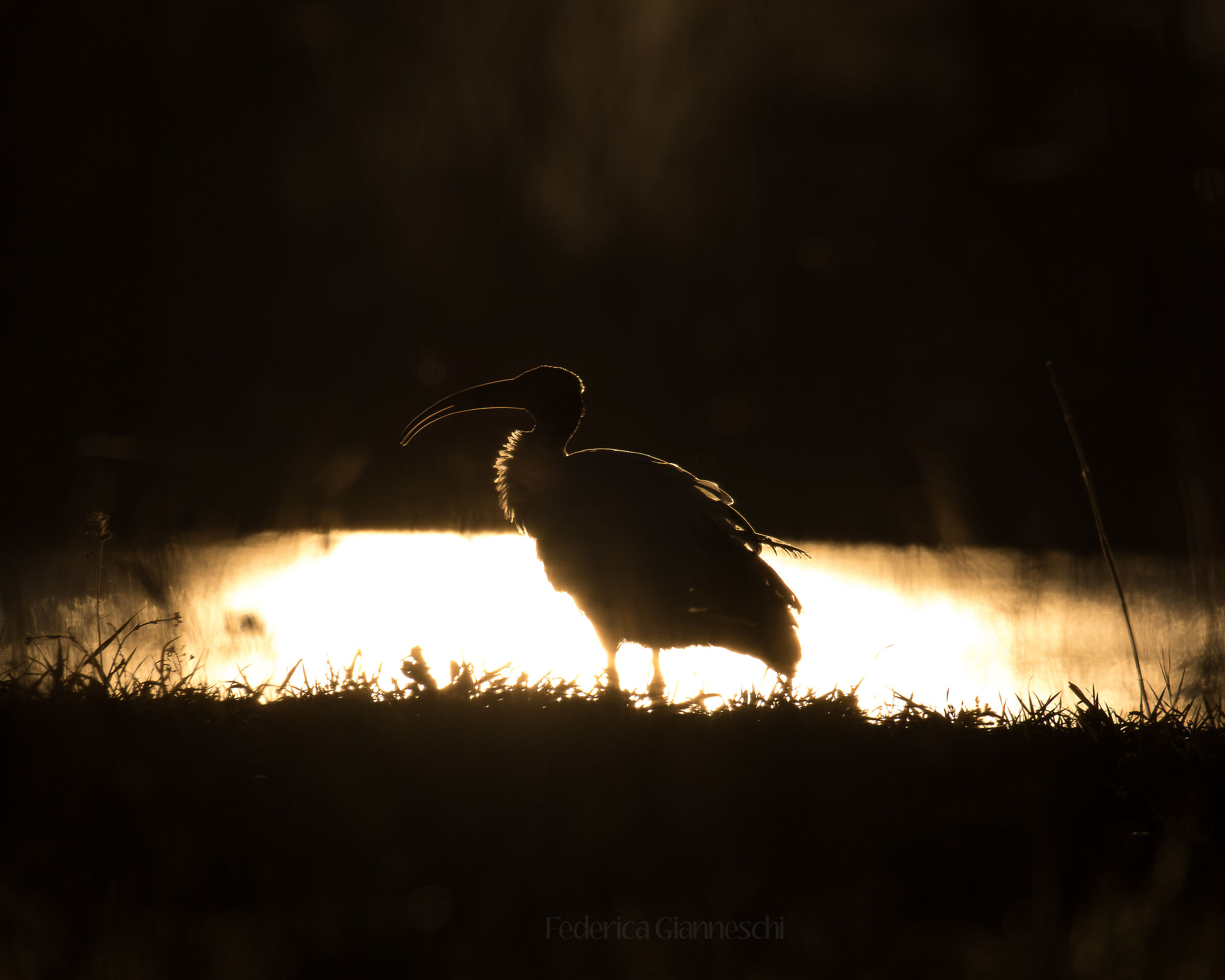 Ibis at sunset