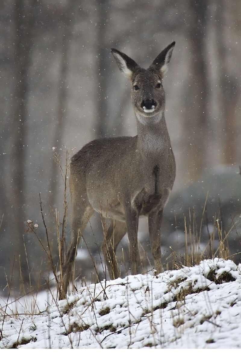 Capriolo sotto la neve