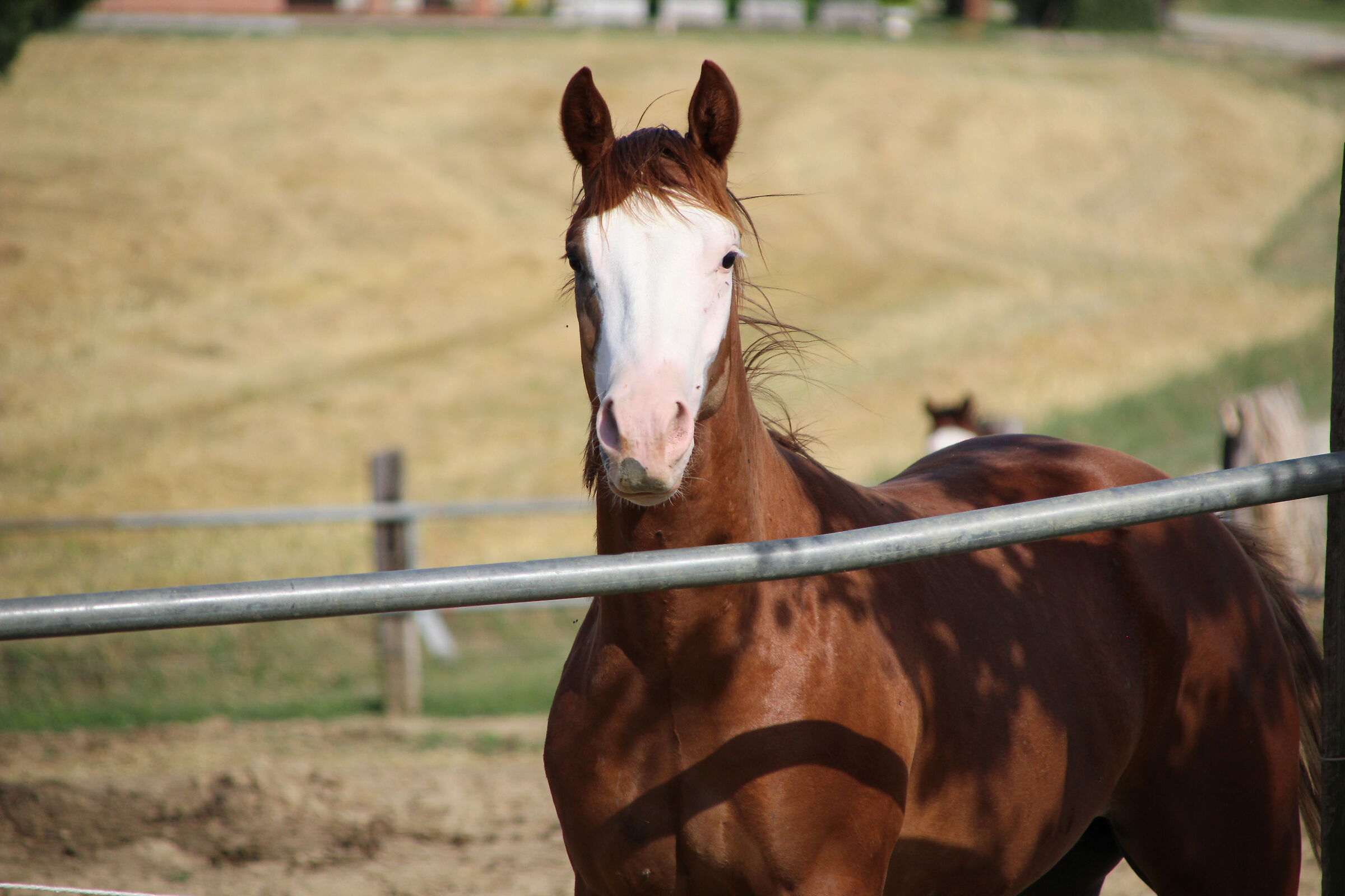 Puledri c/o Cortesi Horse Stable FC