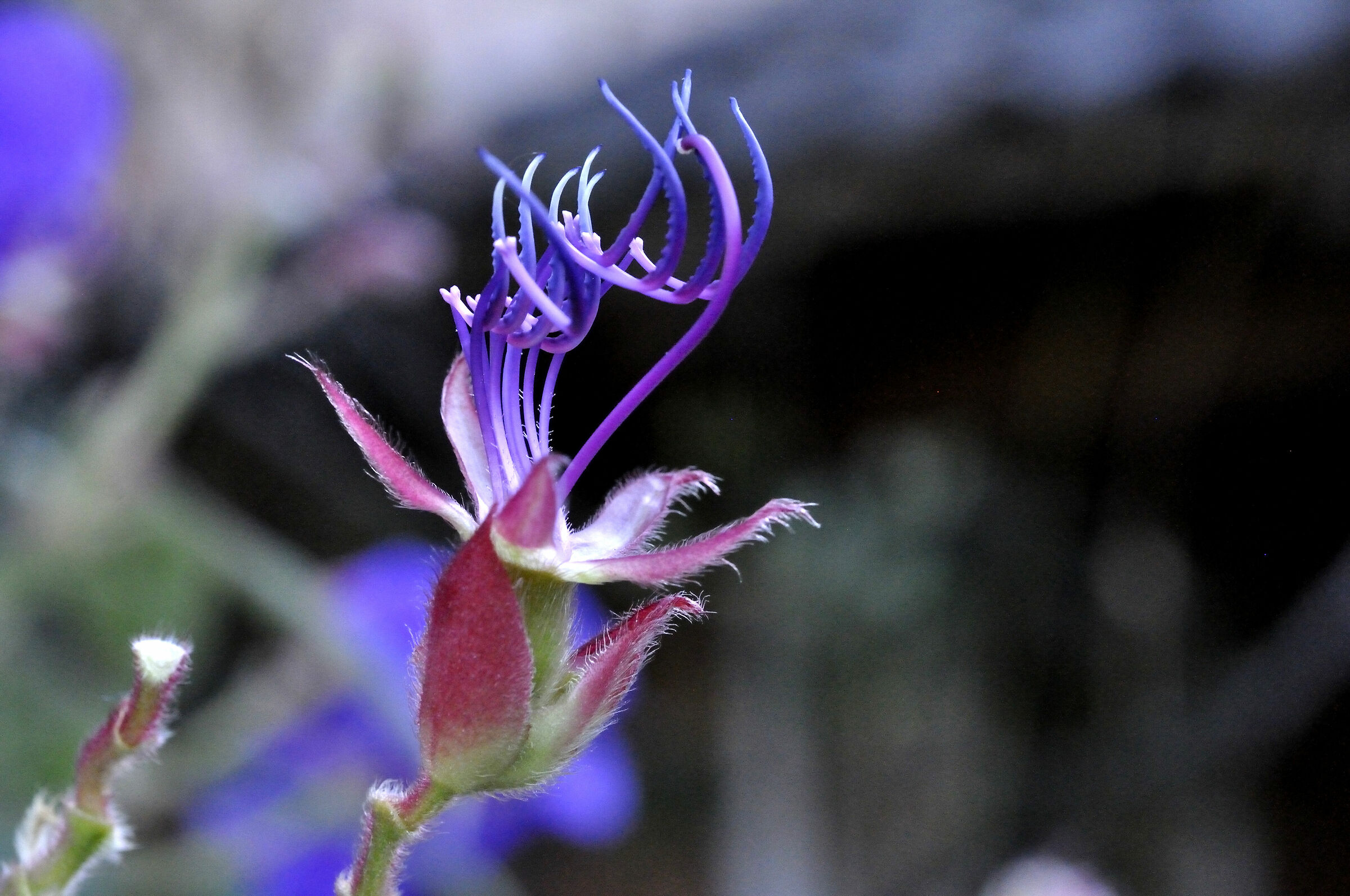 nmiricordocomesichiamastofiore