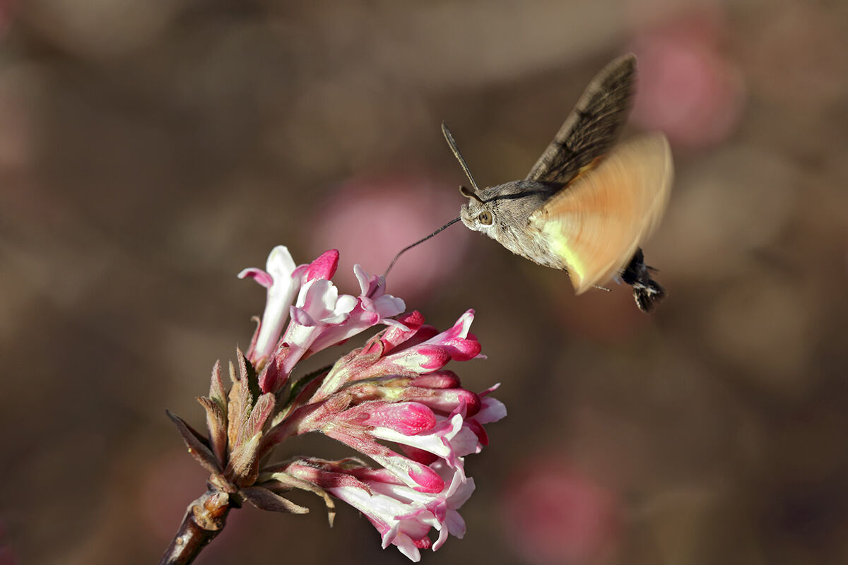Macroglossum macroglossum