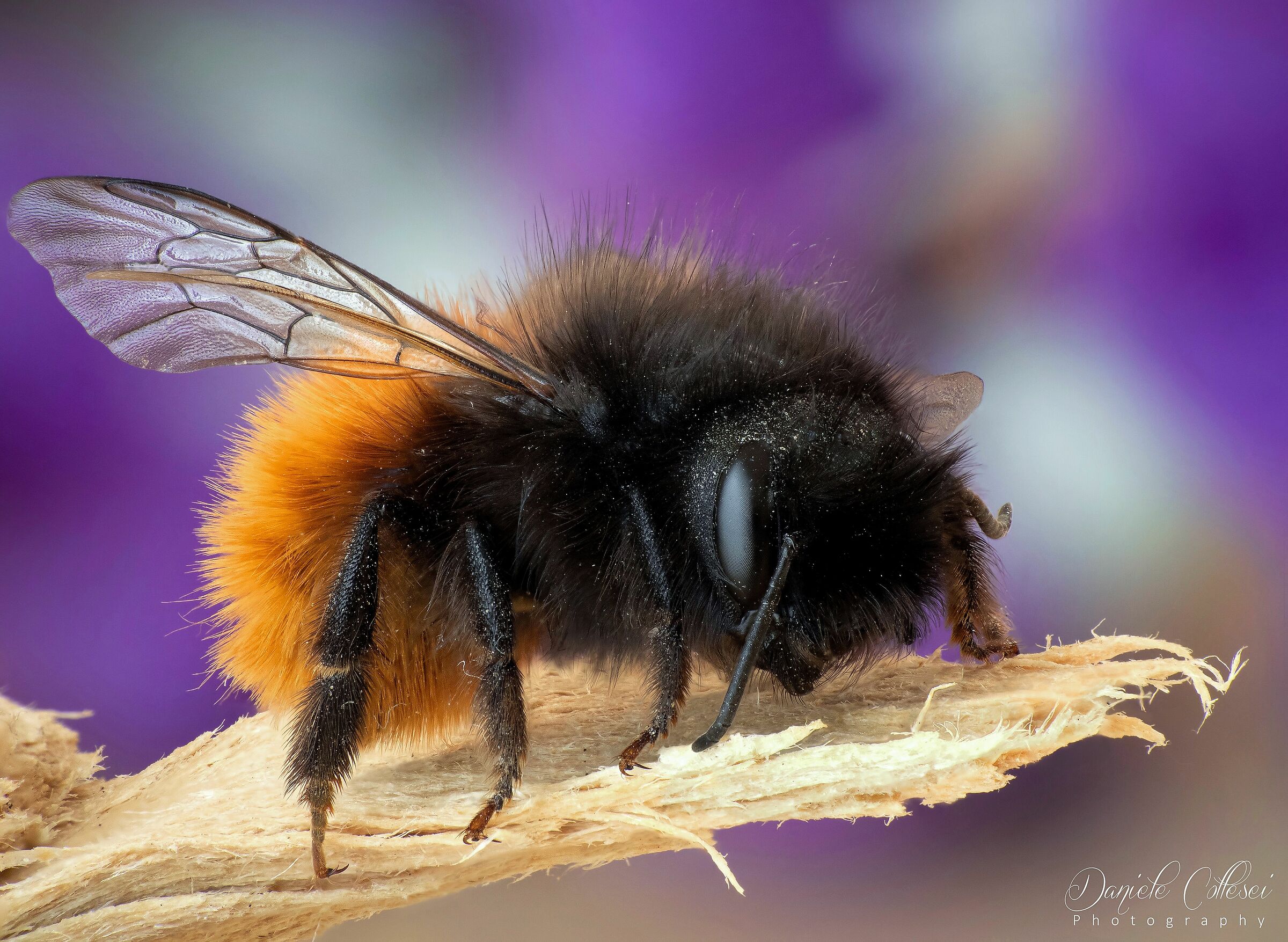 Osmia cornuta femmina