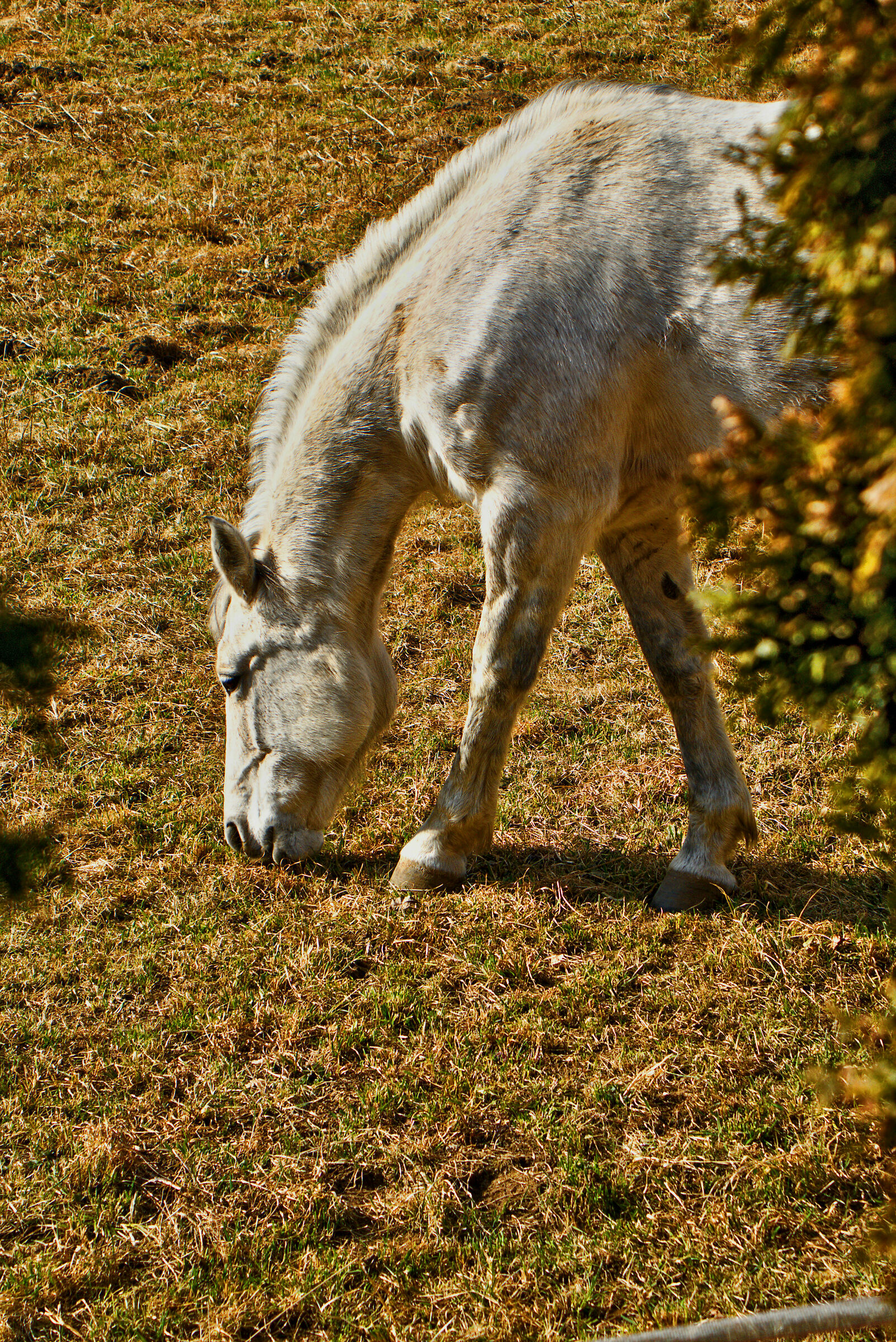 Sbiricando uno stallone