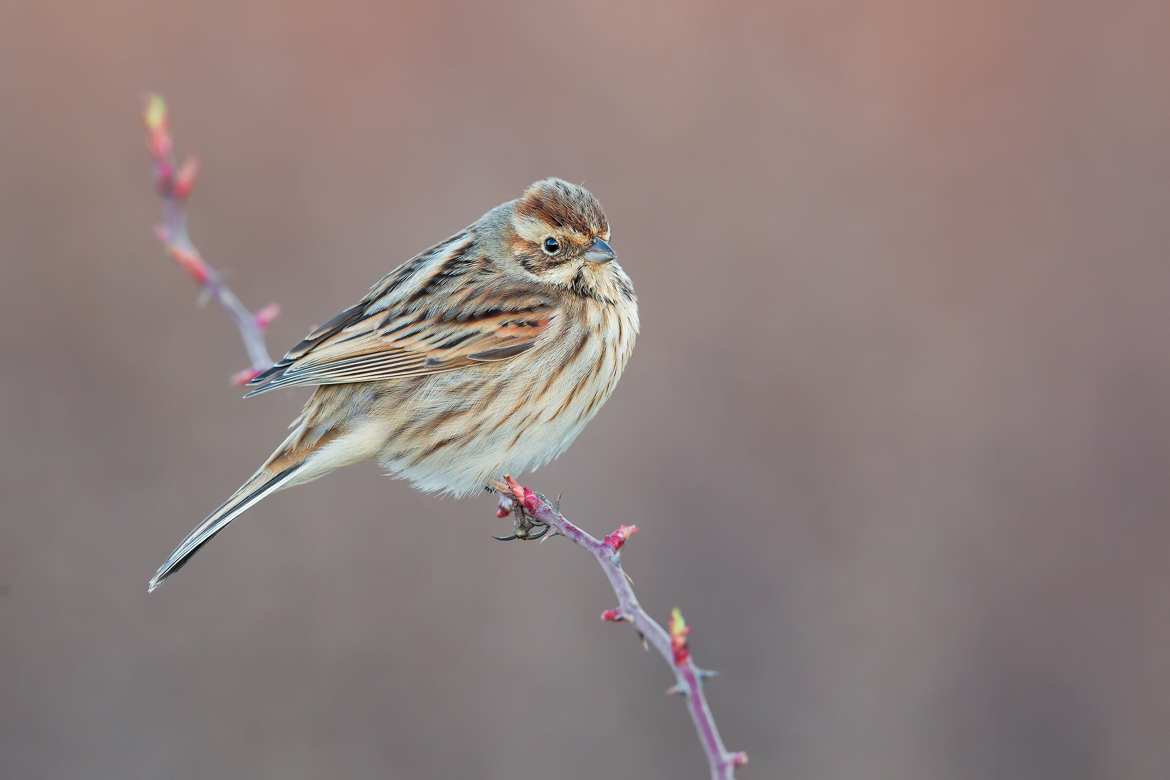 Primi riverberi (Migliarino)