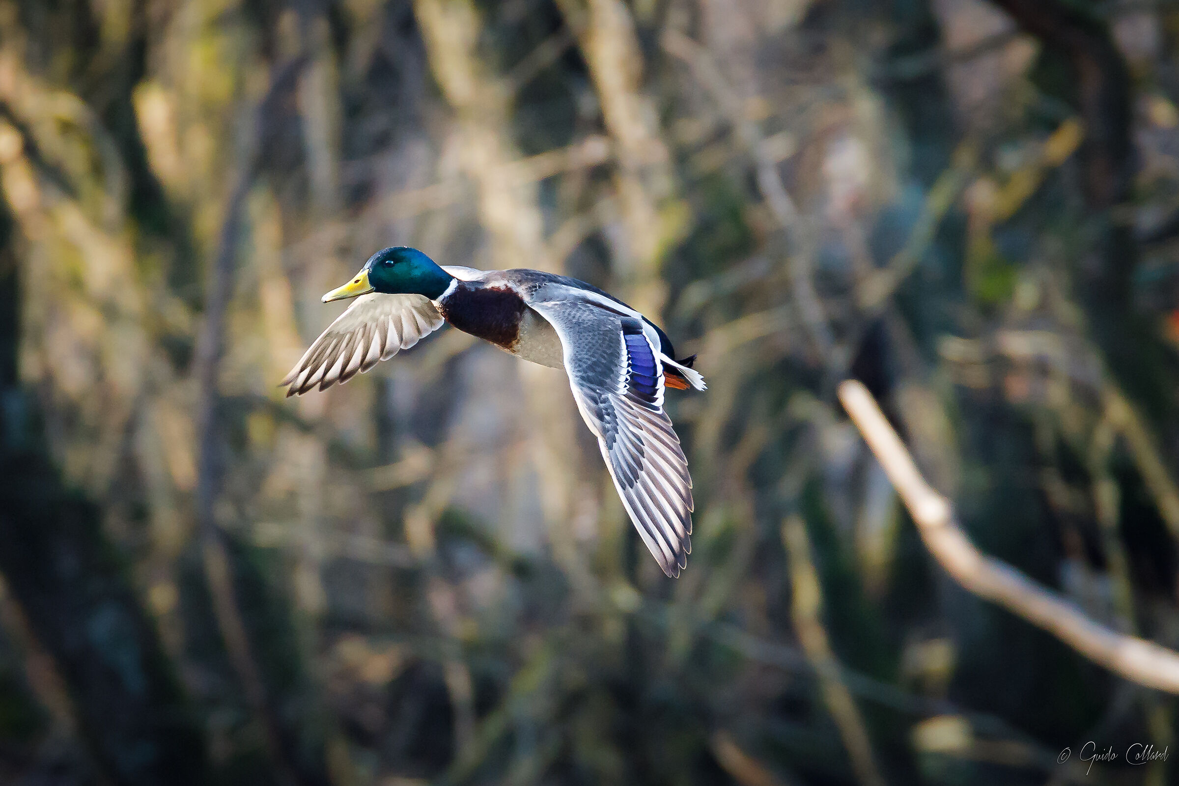 Mallard in flight