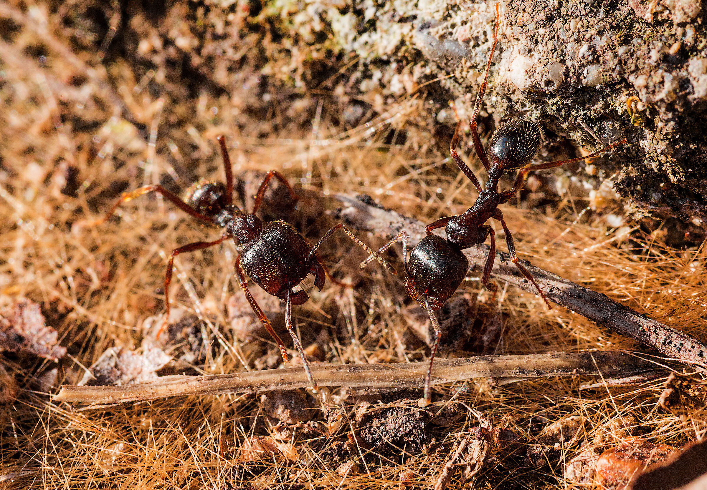 Conversation between soldiers