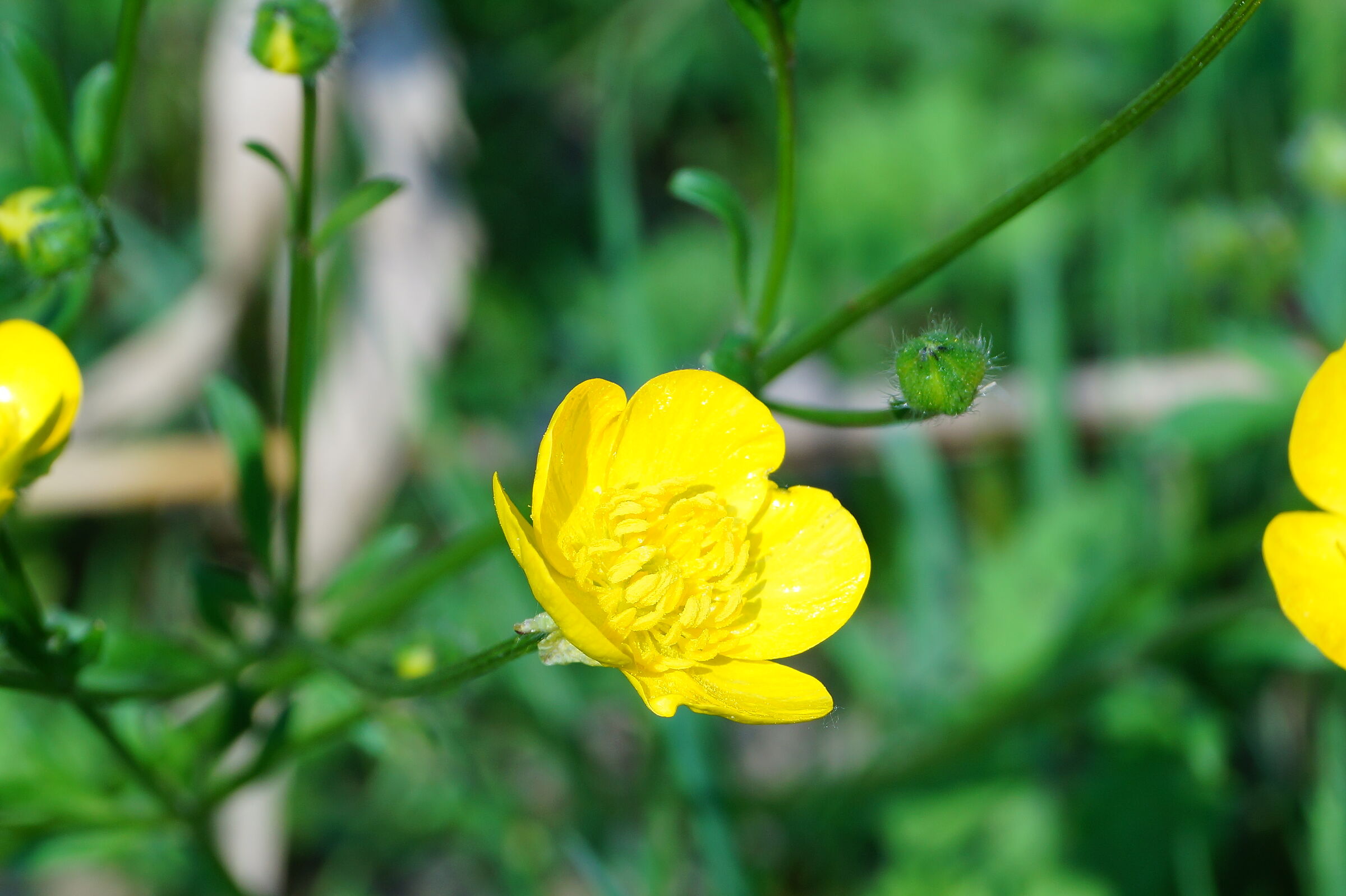 Ranunculus repens