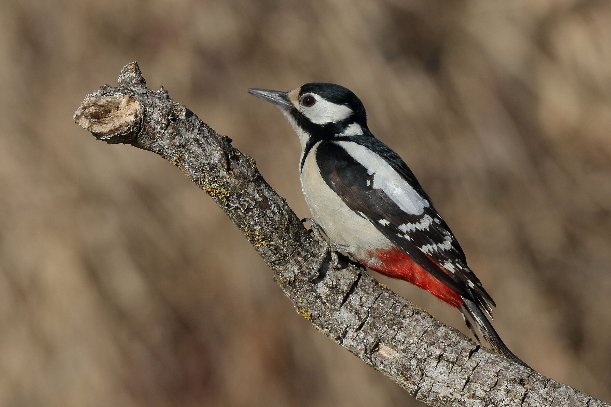 Red Woodpeckers