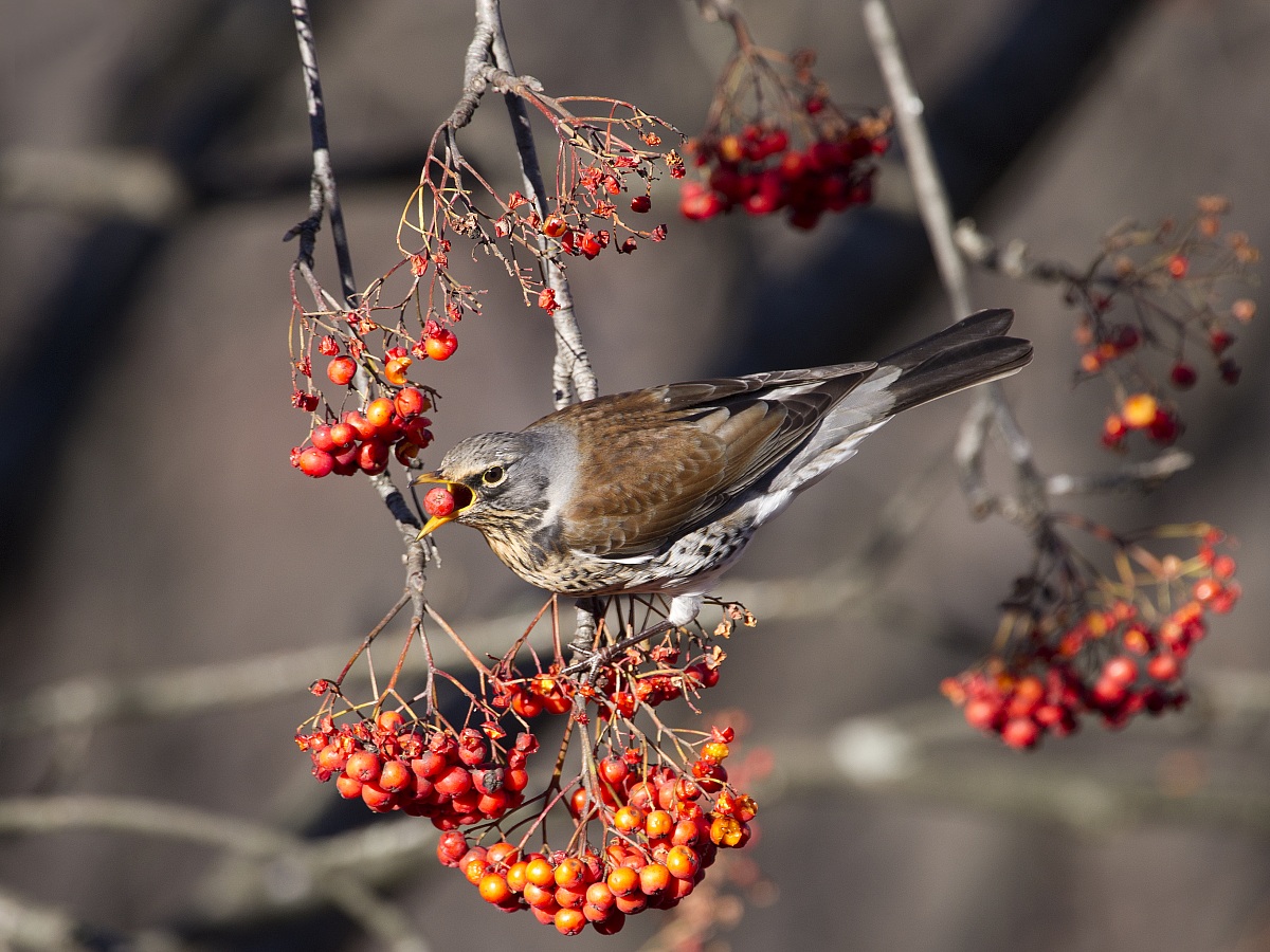 E opplà molto gustusa