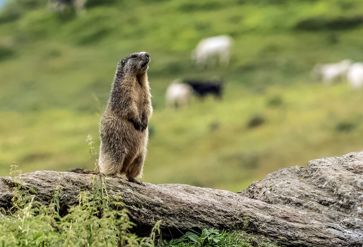 The lookout on the Pian del Alpe