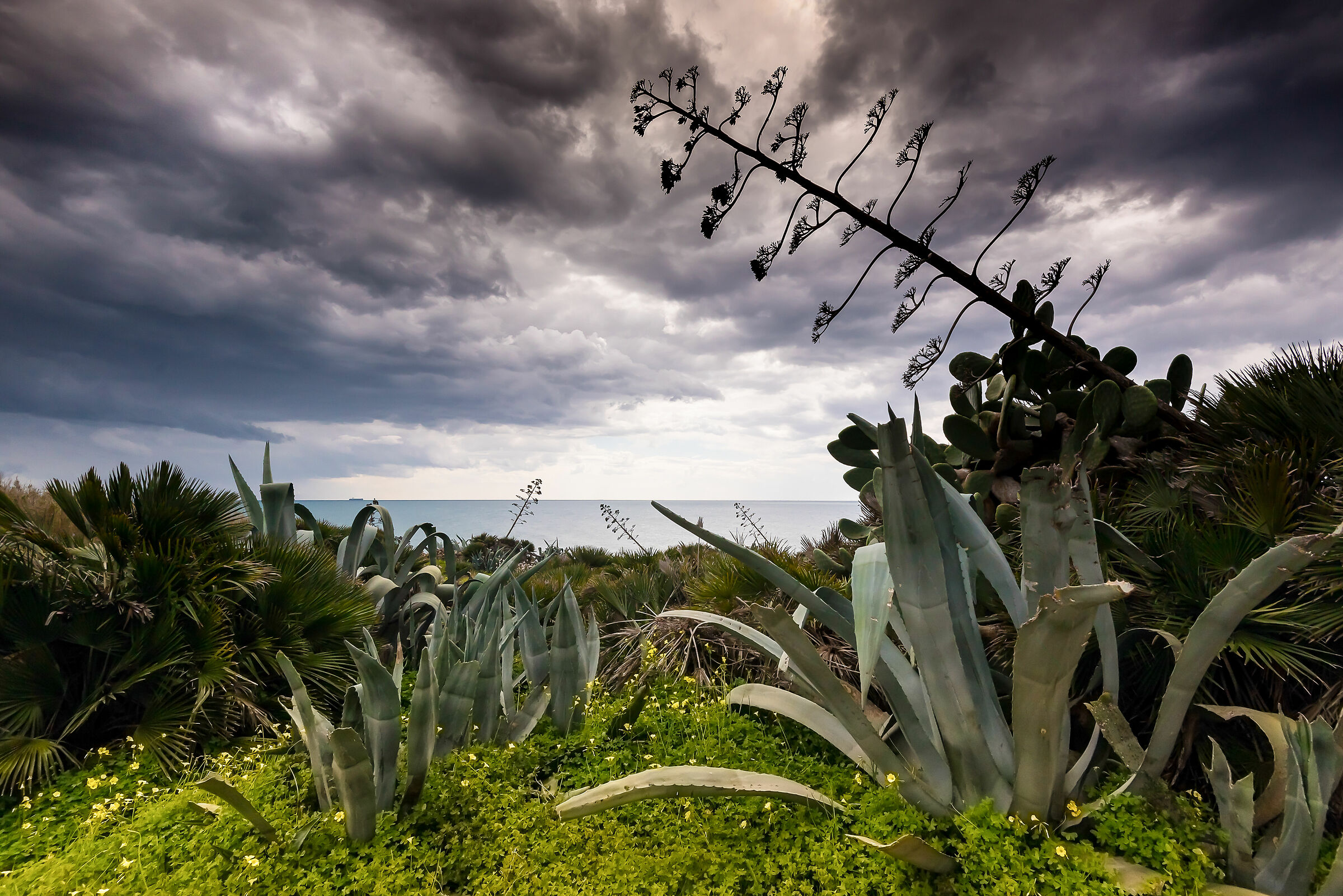 Nature Oasis Wagon Coast