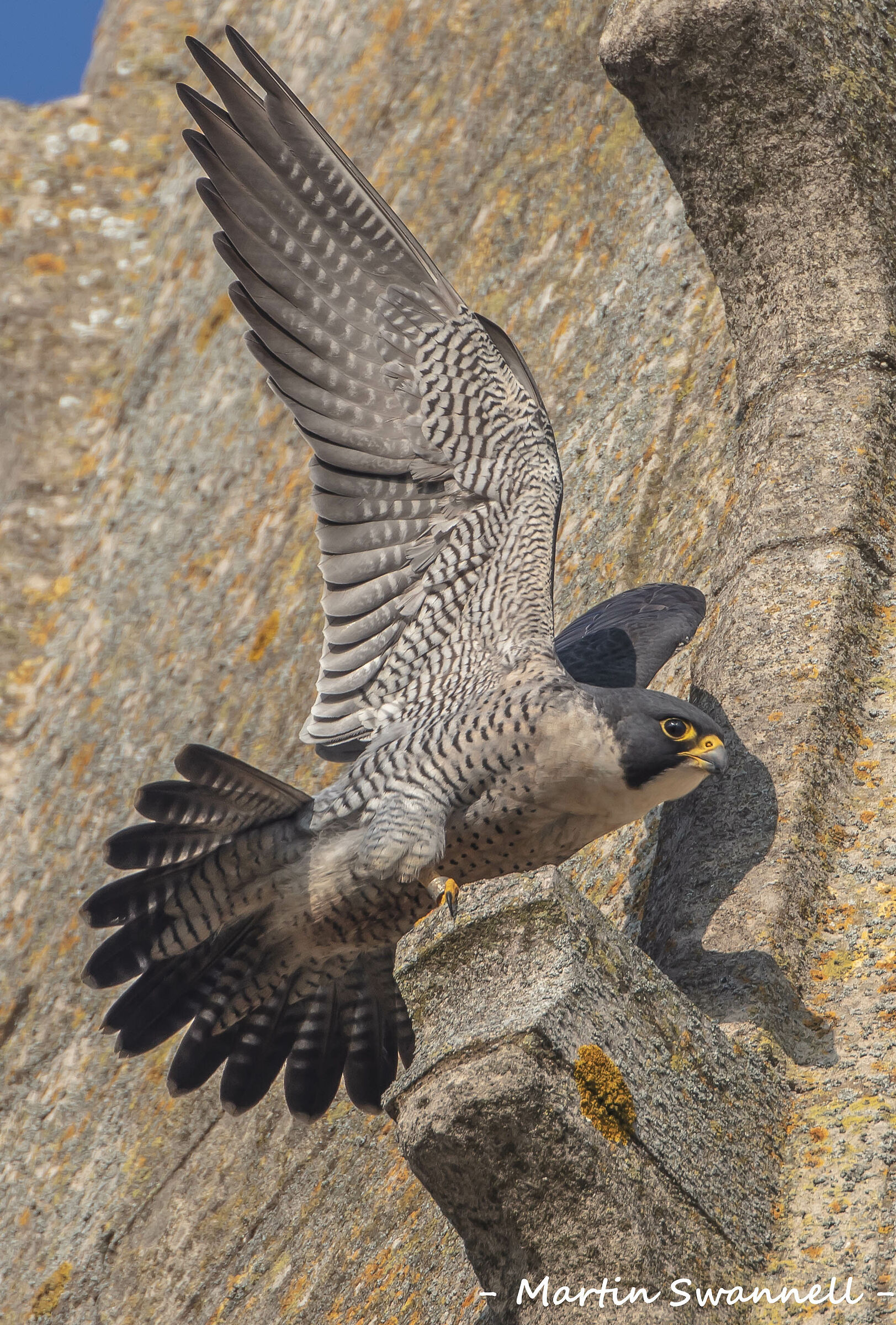 Peregrine